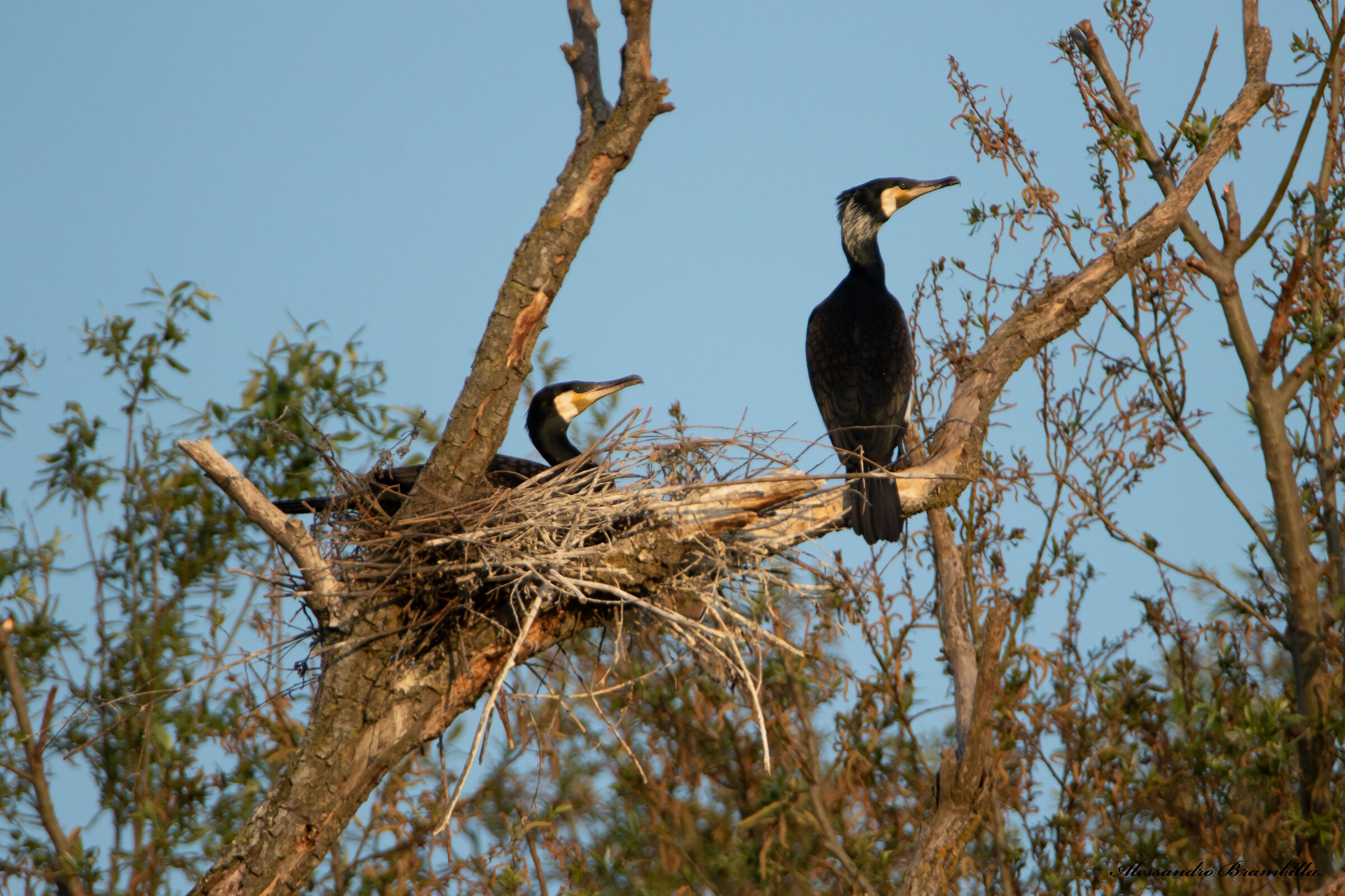 Cormorant nest