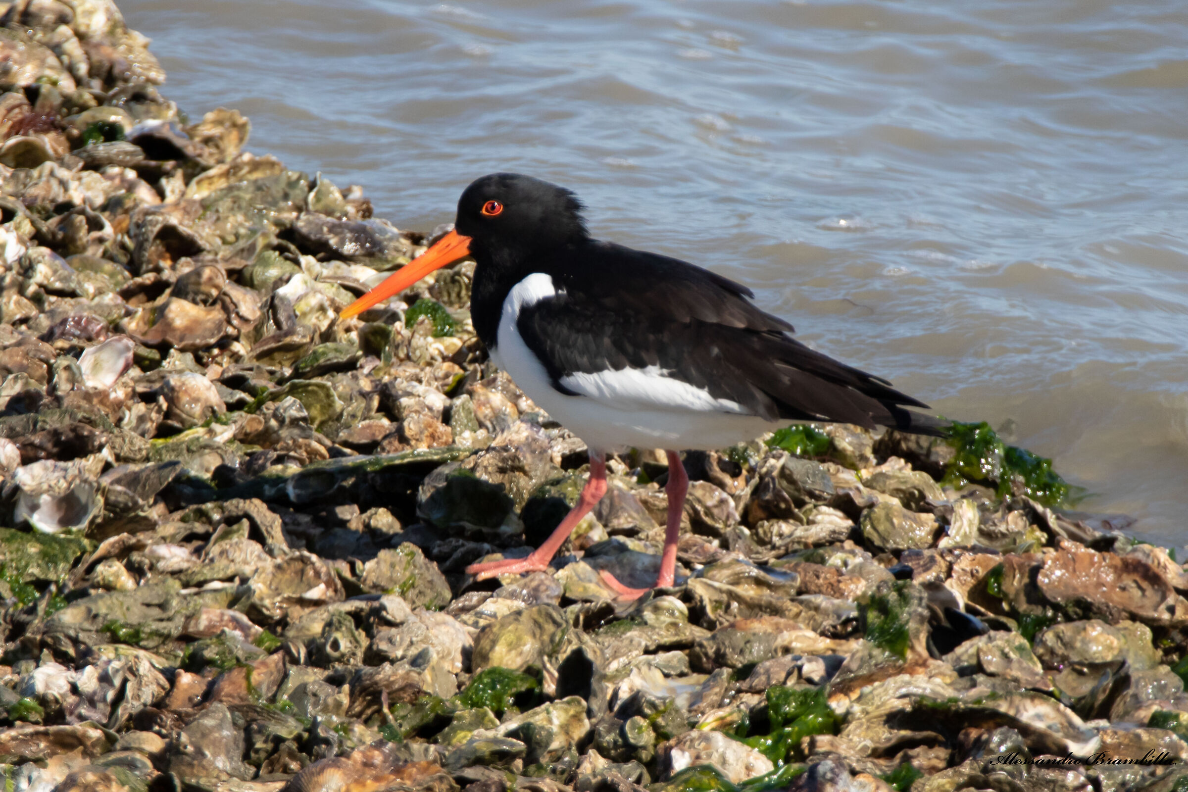 Sea woodcock