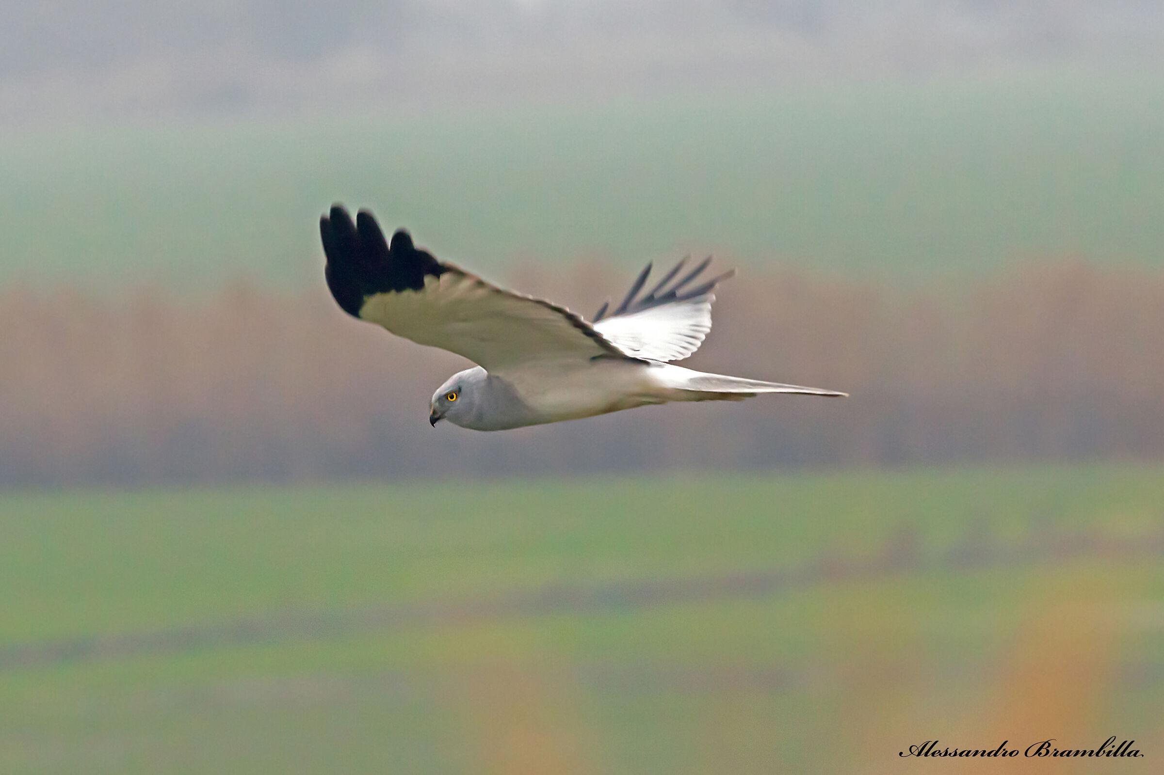 Hen harrier