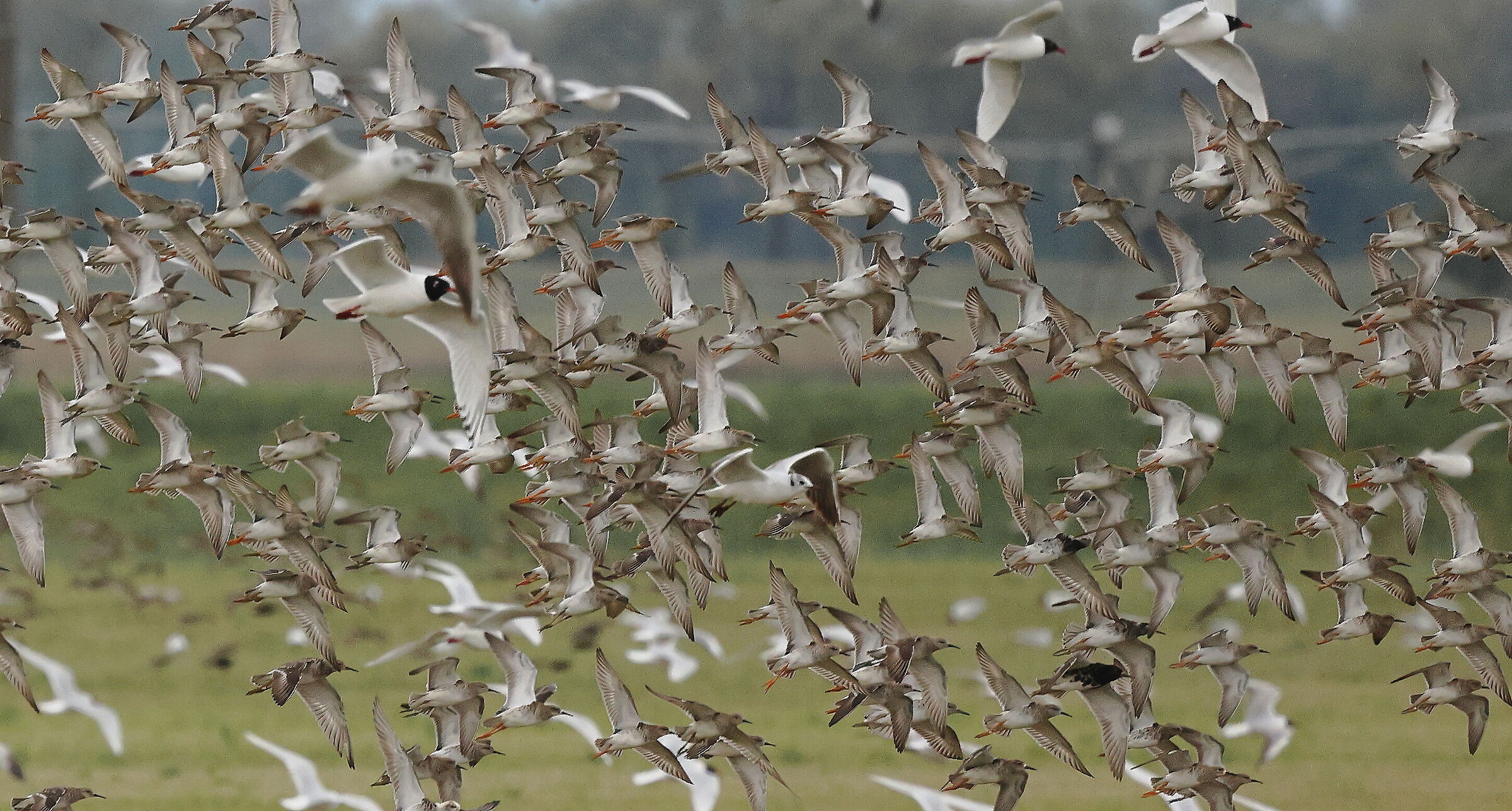 limicoli in volo
