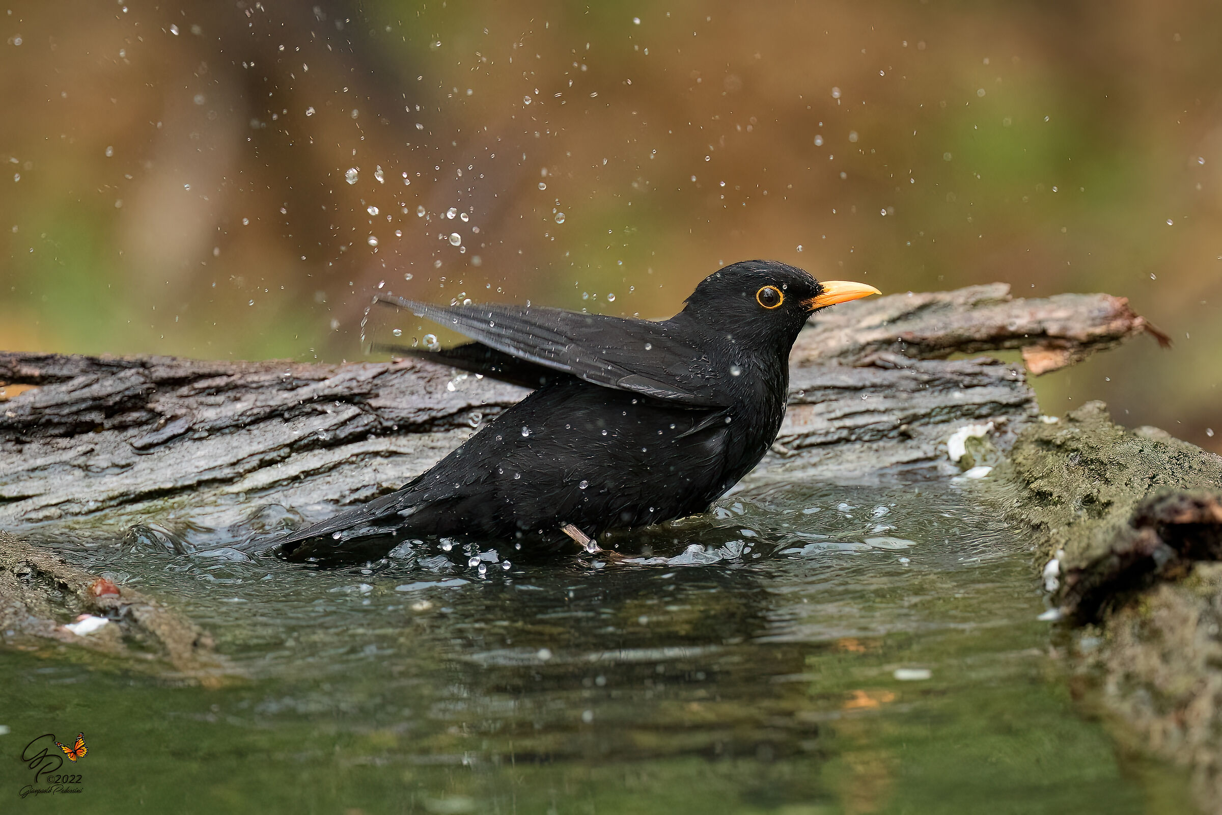 Bagno sotto la pioggia