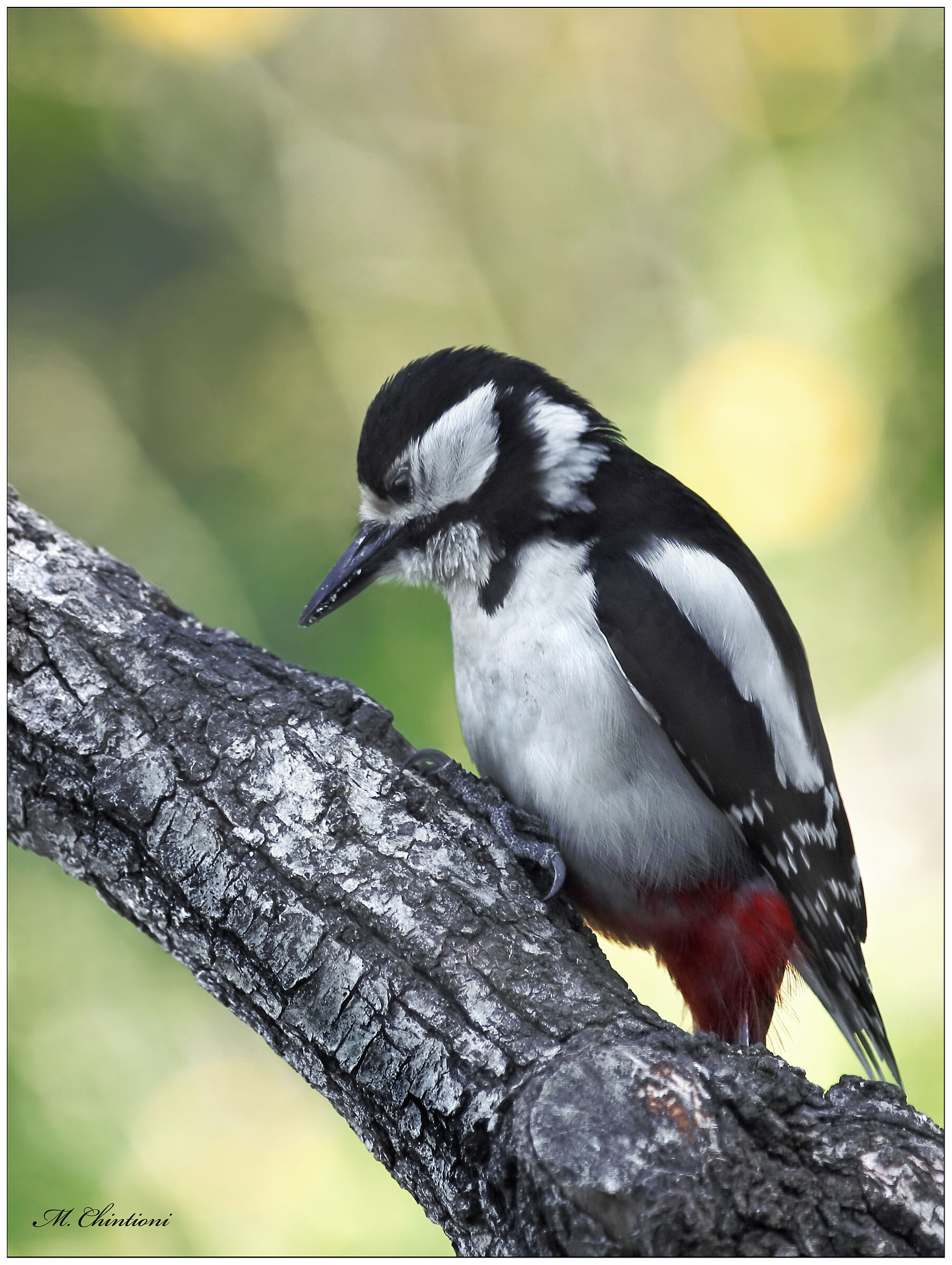 Picchio Rosso Maggiore F.