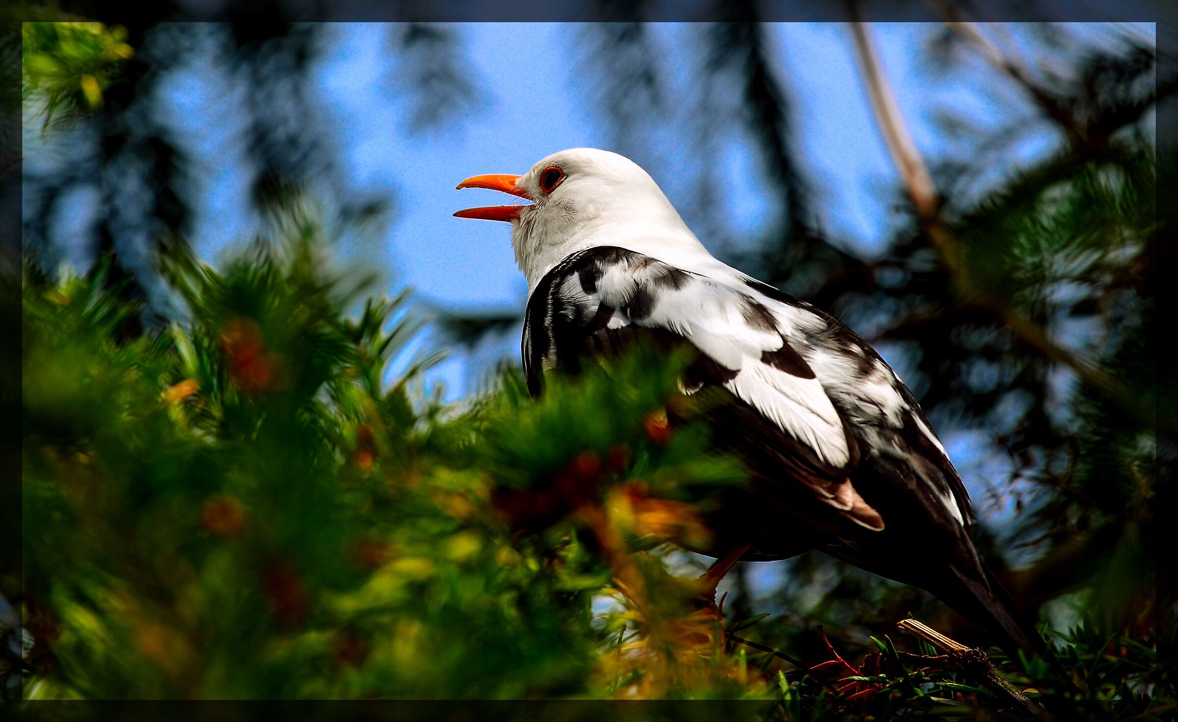 THE WHITE BLACKBIRD