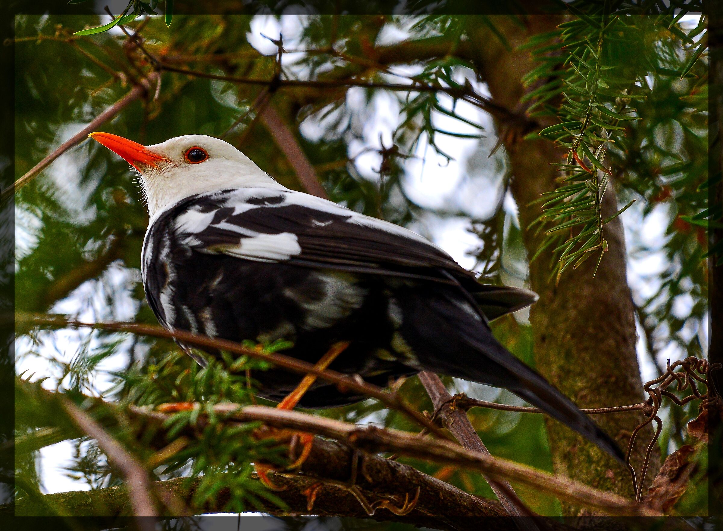 THE WHITE BLACKBIRD