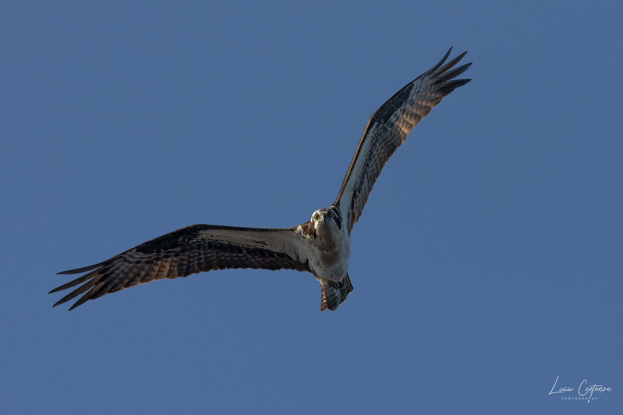 Osprey (Falco Pescatore)