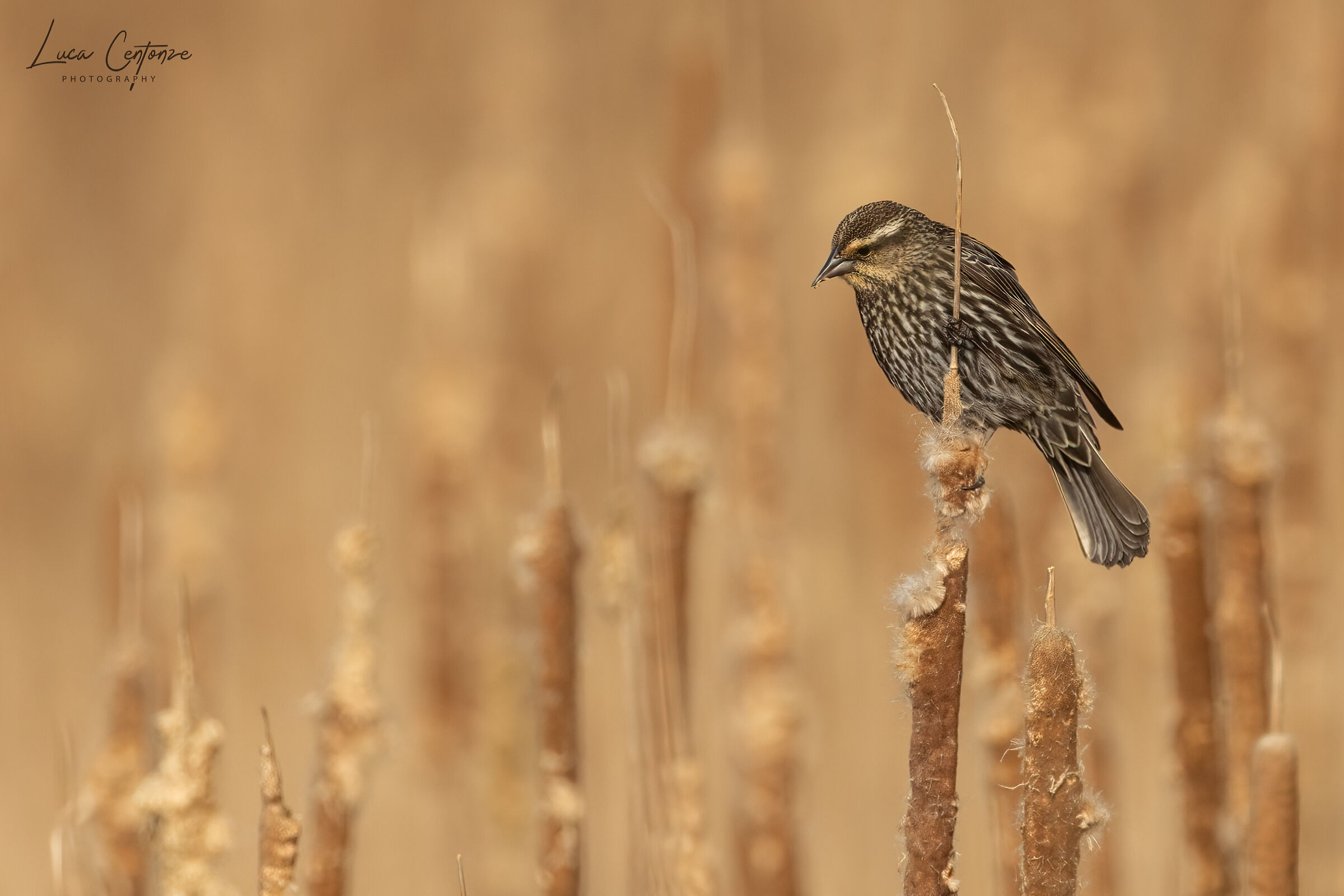 Red-winged blackbird (Femmina)