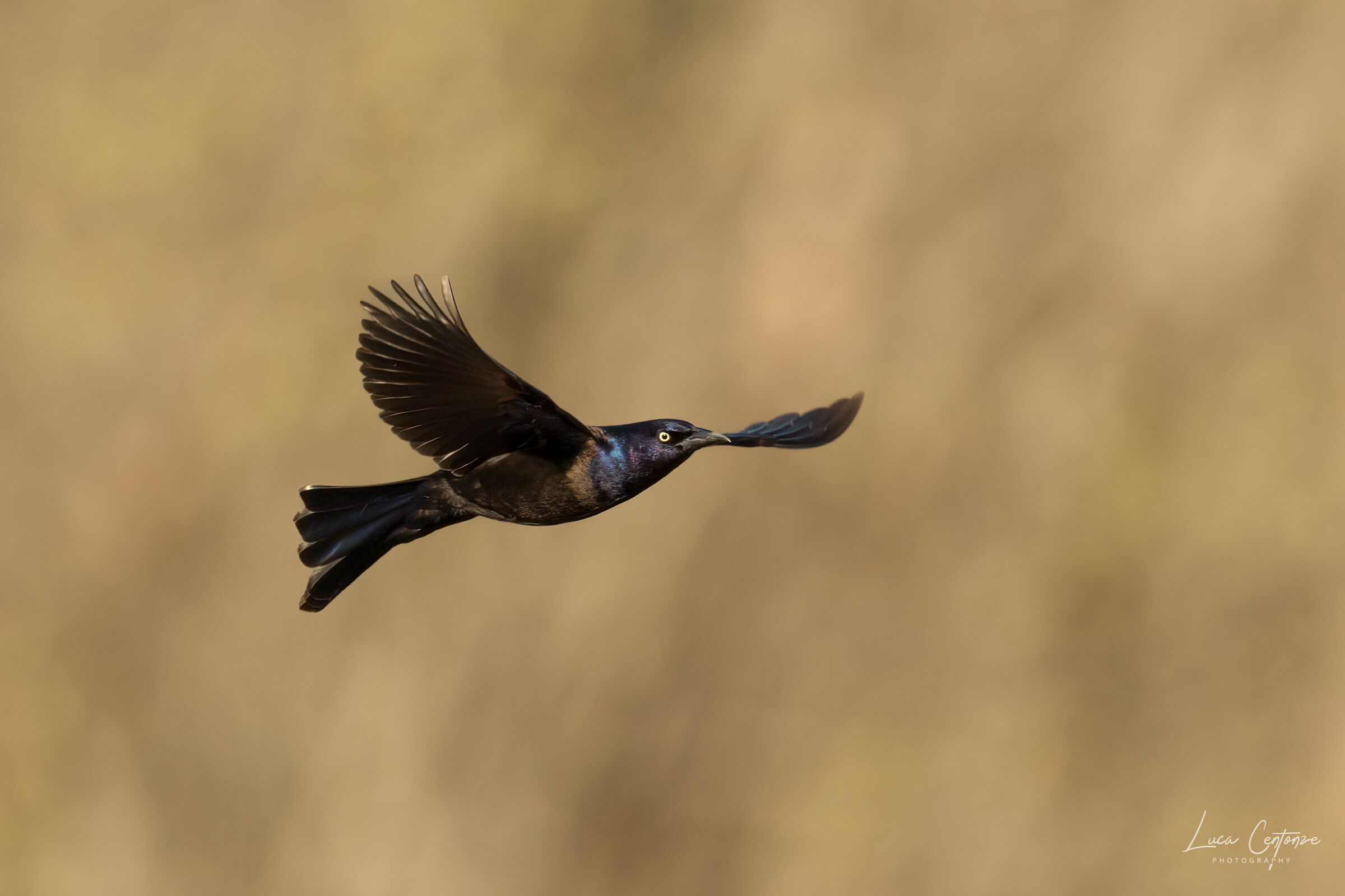 Common Grackle (Quiscalus quiscula)