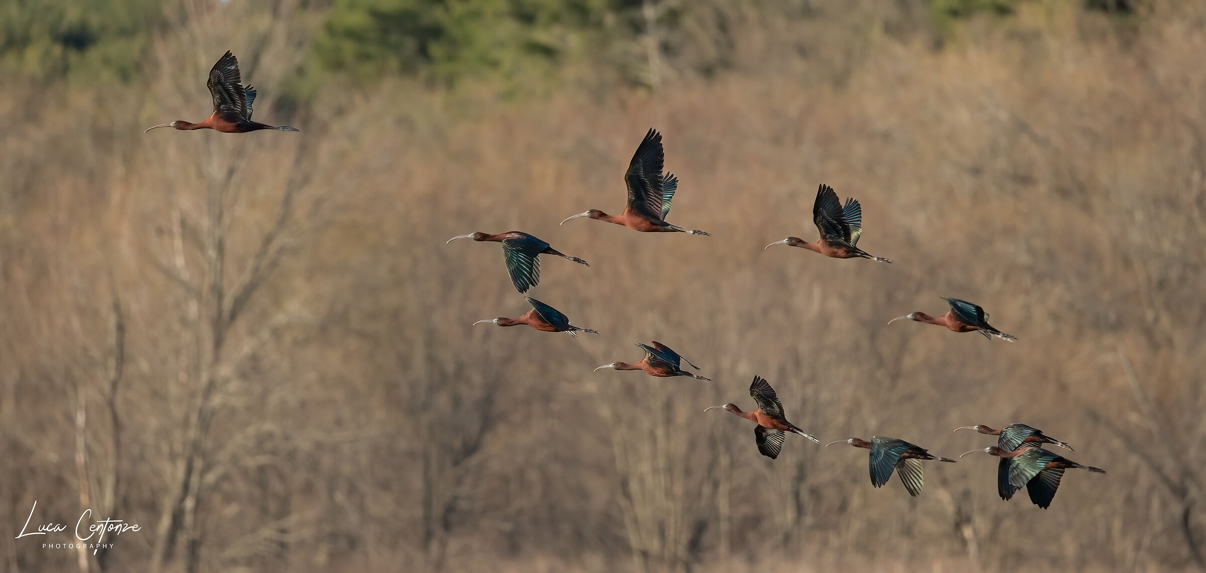 Glossy Ibis ( Plegadis falcinellus)