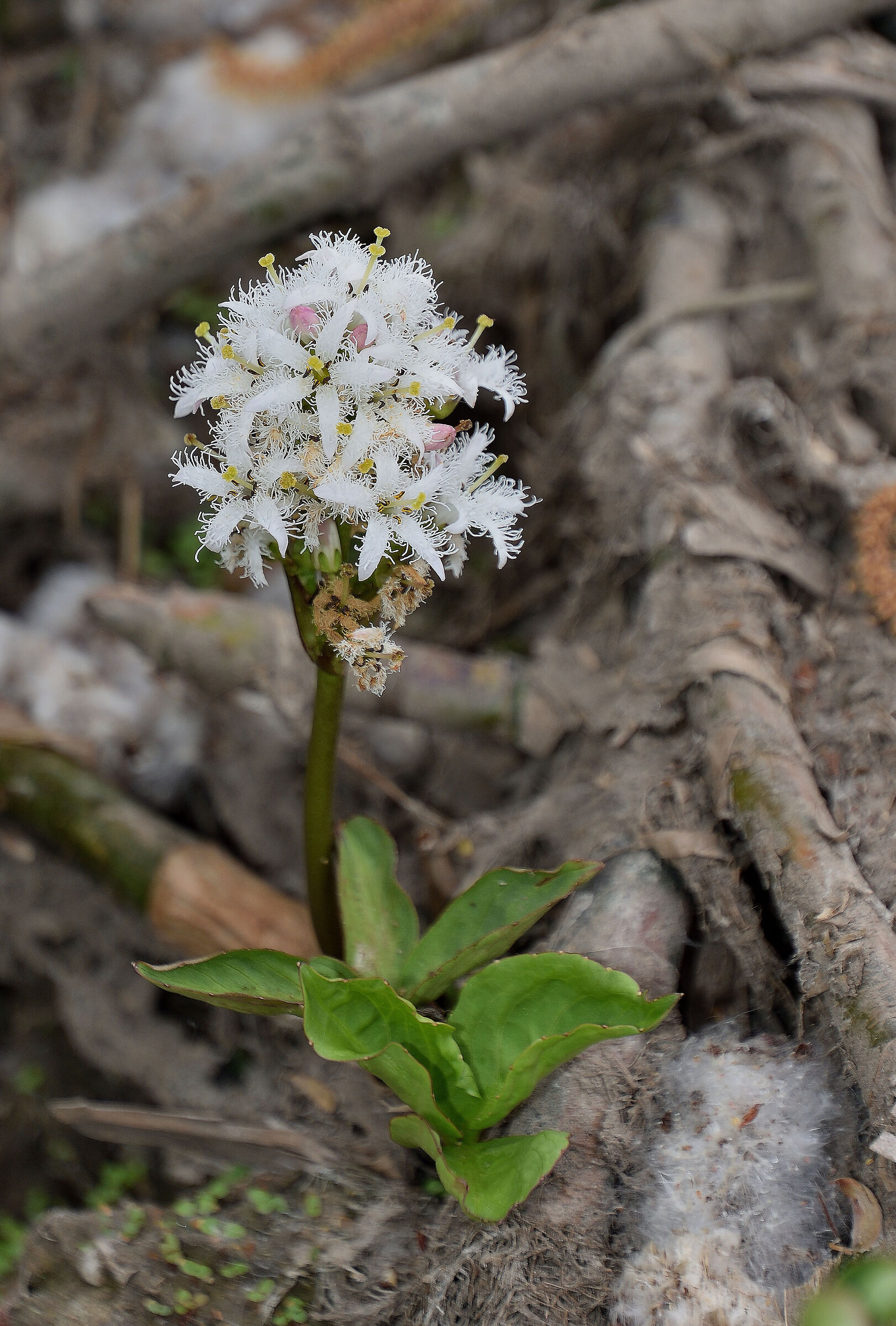 marsh clover in bloom