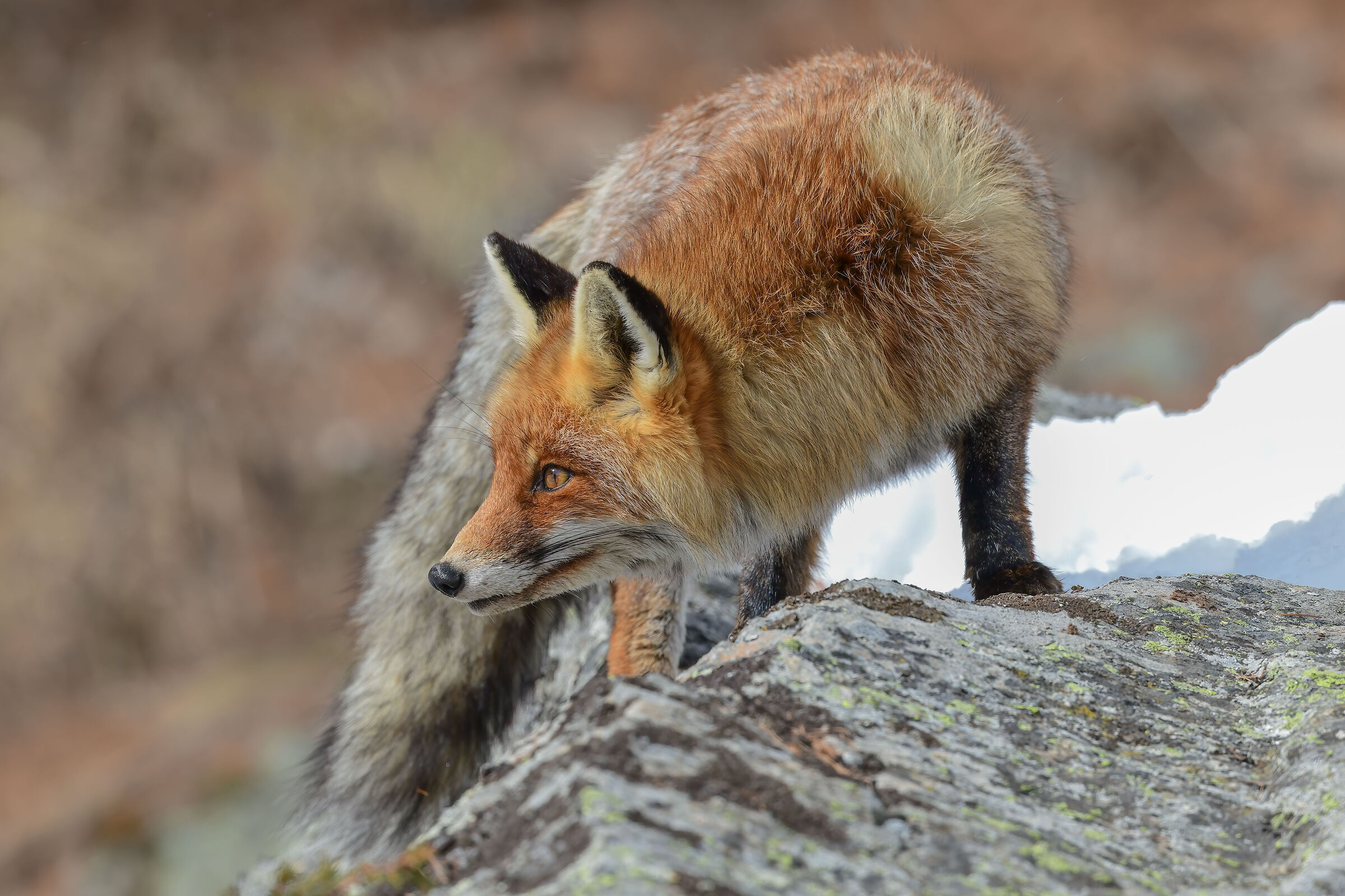 fox
