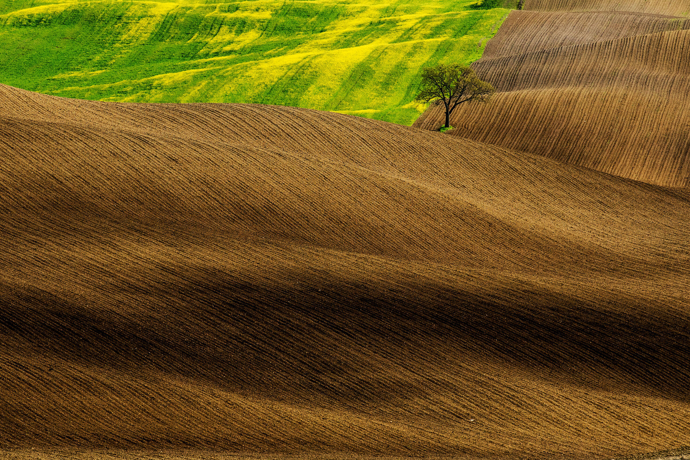 l'albero solitario...