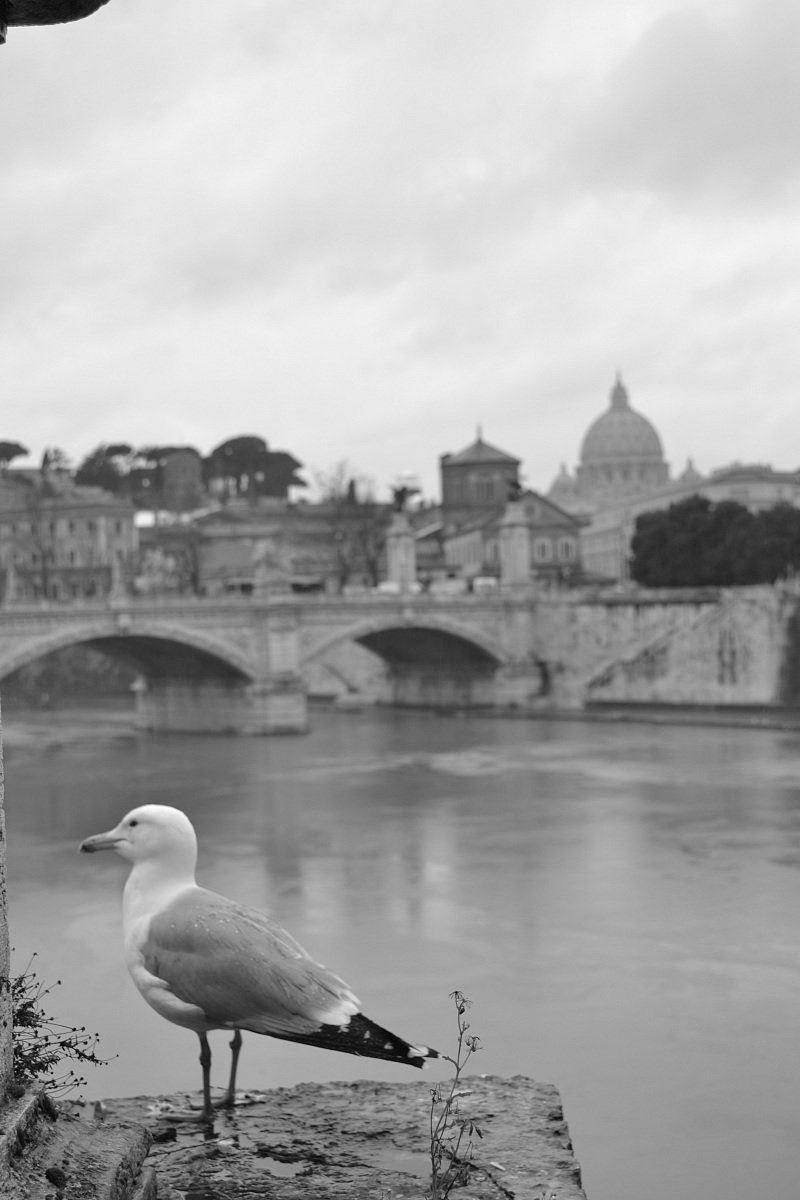on the Tiber in the rain