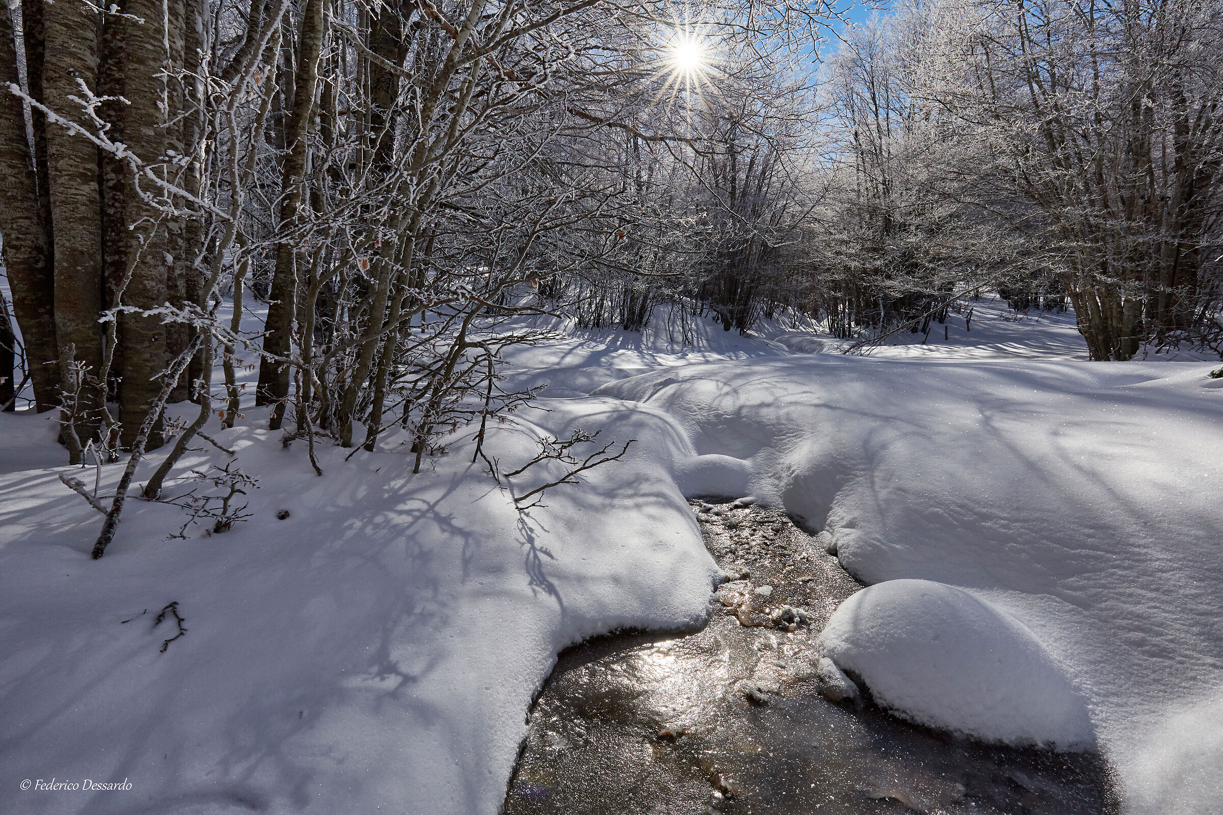 Foresta del Monte Secine 1880 mslm