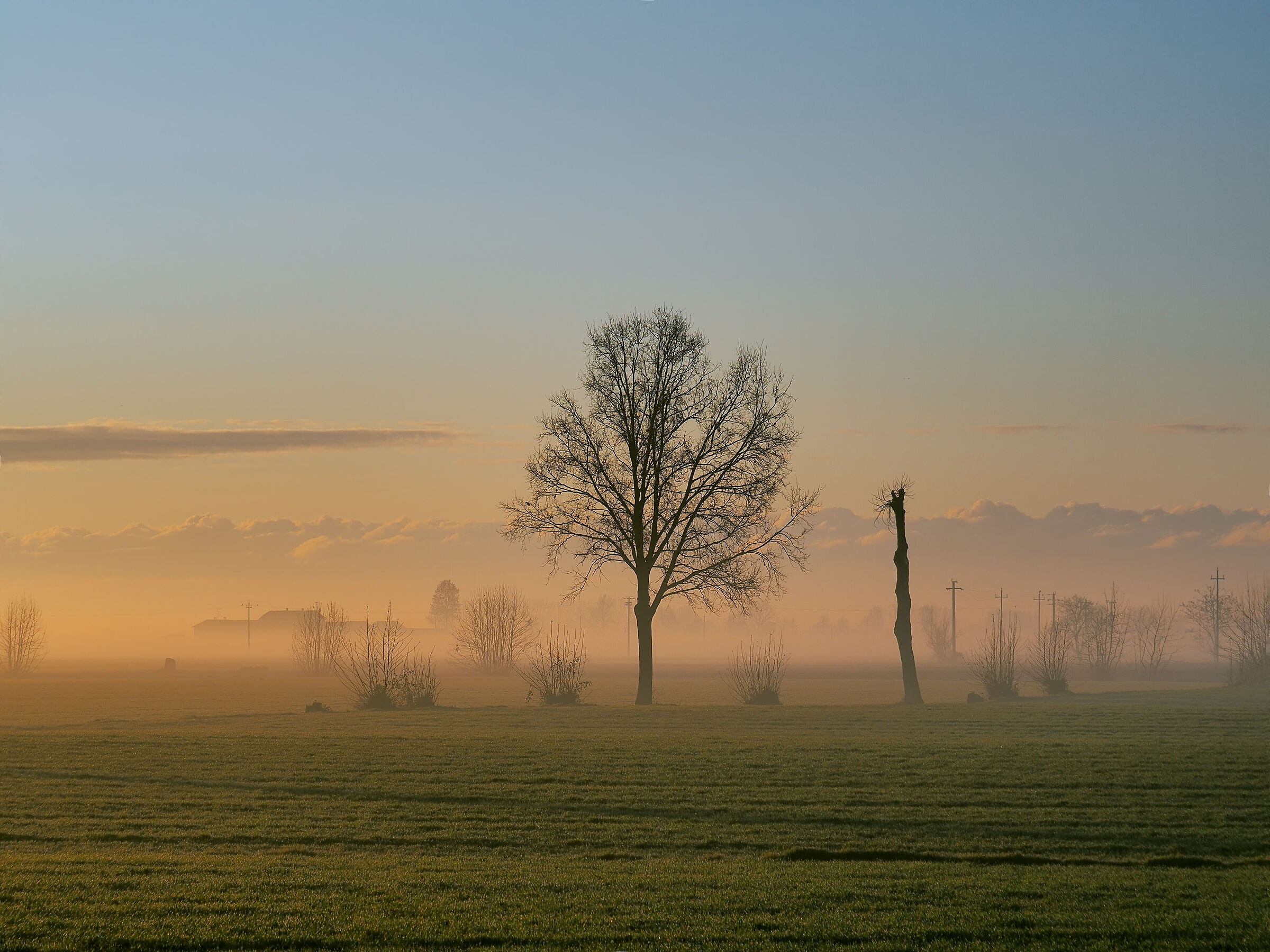 the bald and the hat