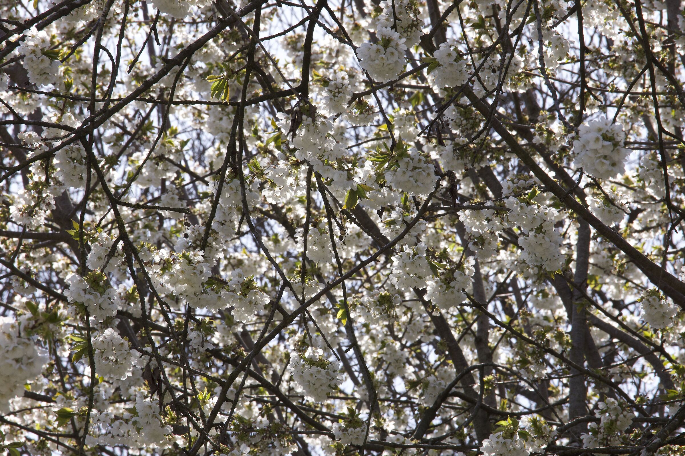ciliegio in fiore