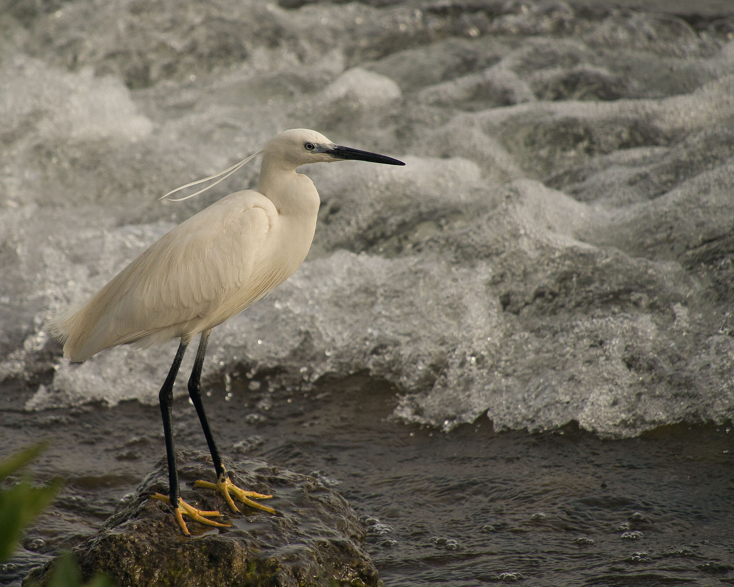 Egret (Egretta garzetta)