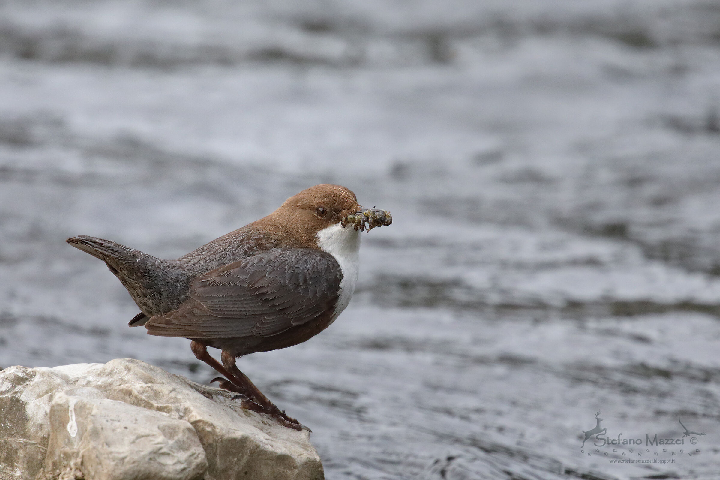 Dipper blackbird with prey