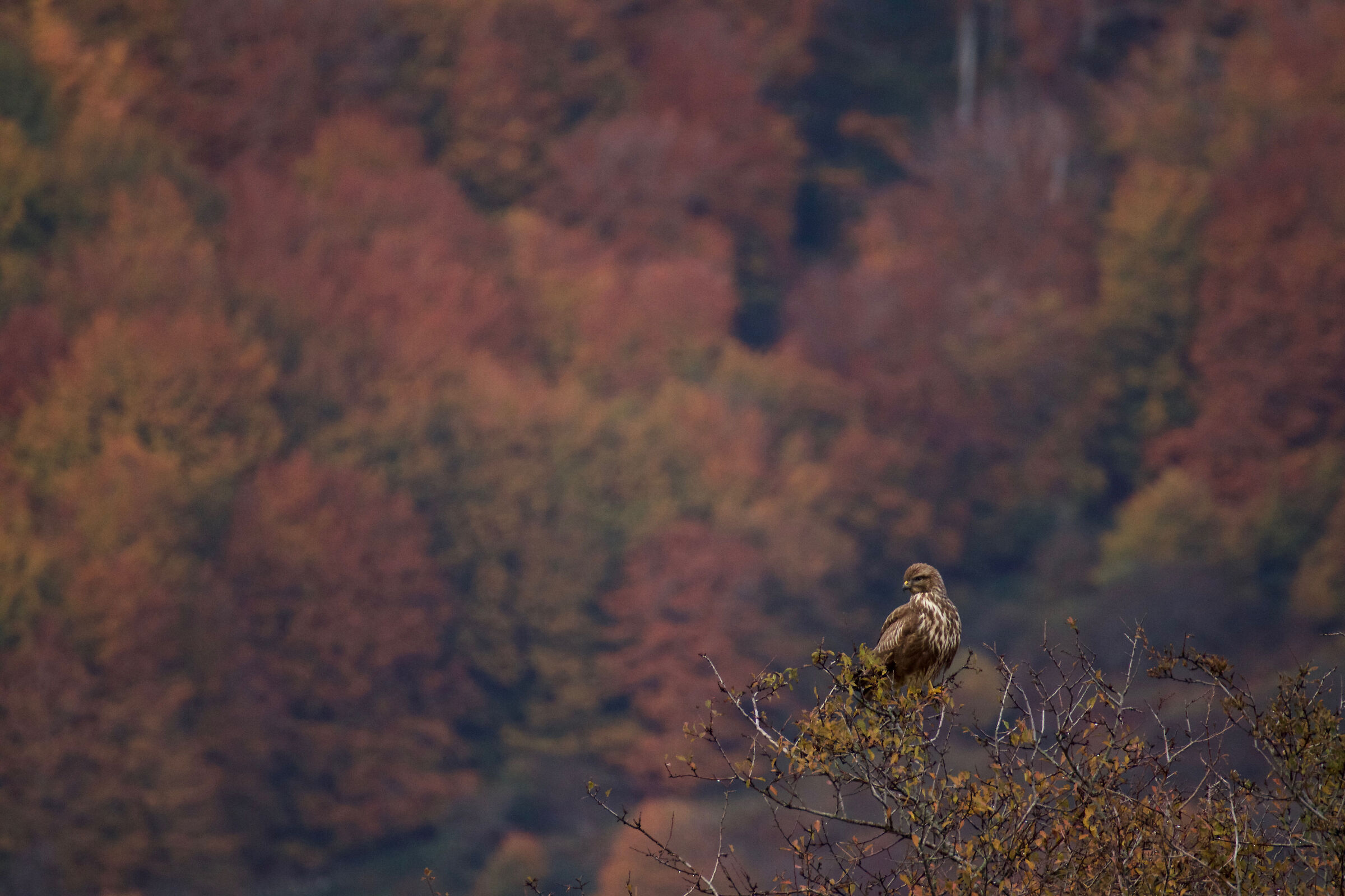 Poiana d'autunno