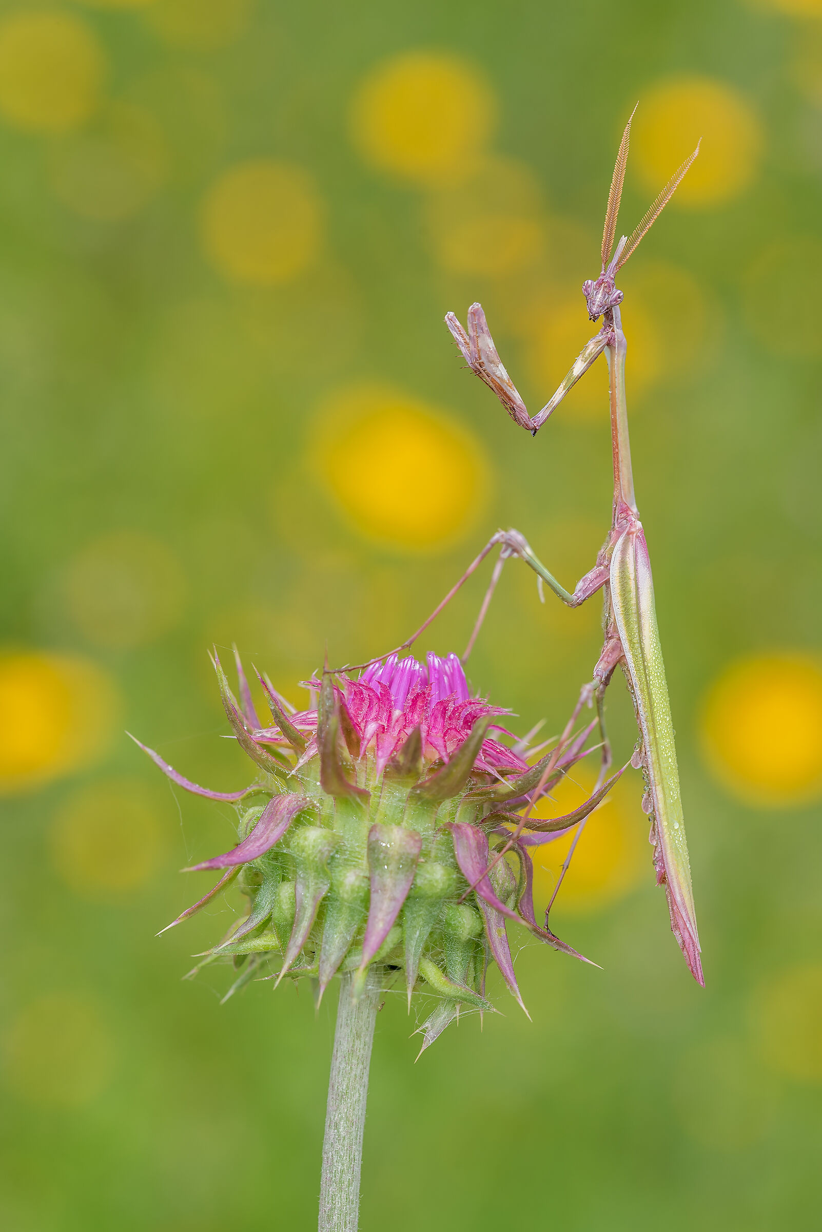 Empusa pennata (Male)
