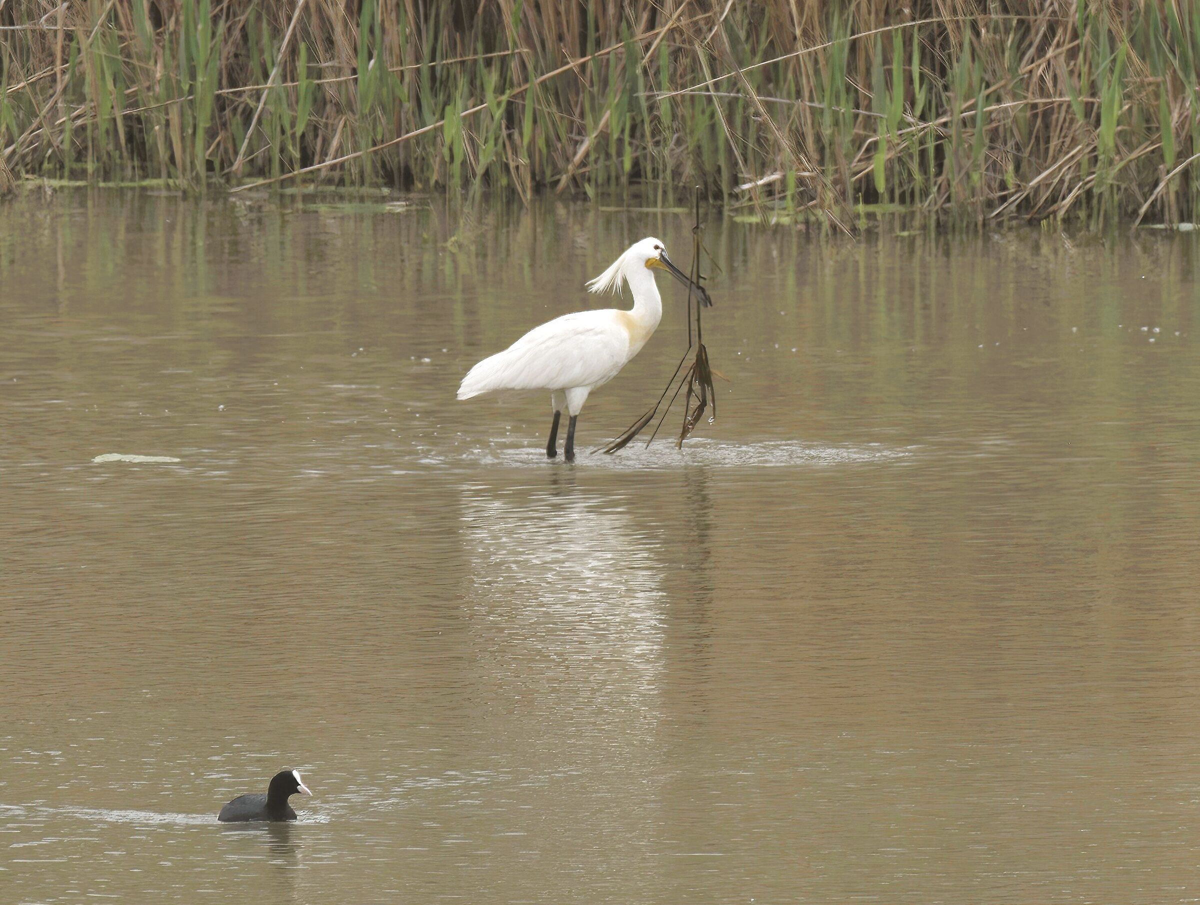 Spatola con materiale per il nido