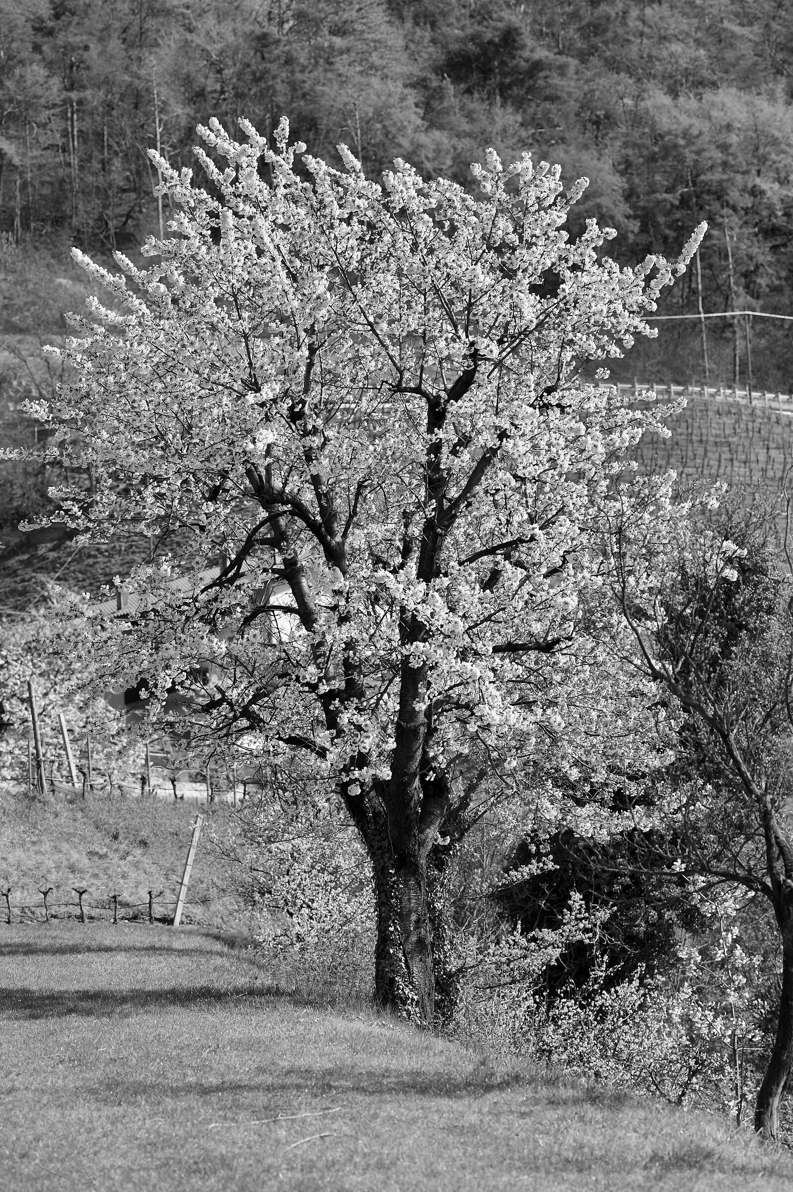 South Tyrolean cherry