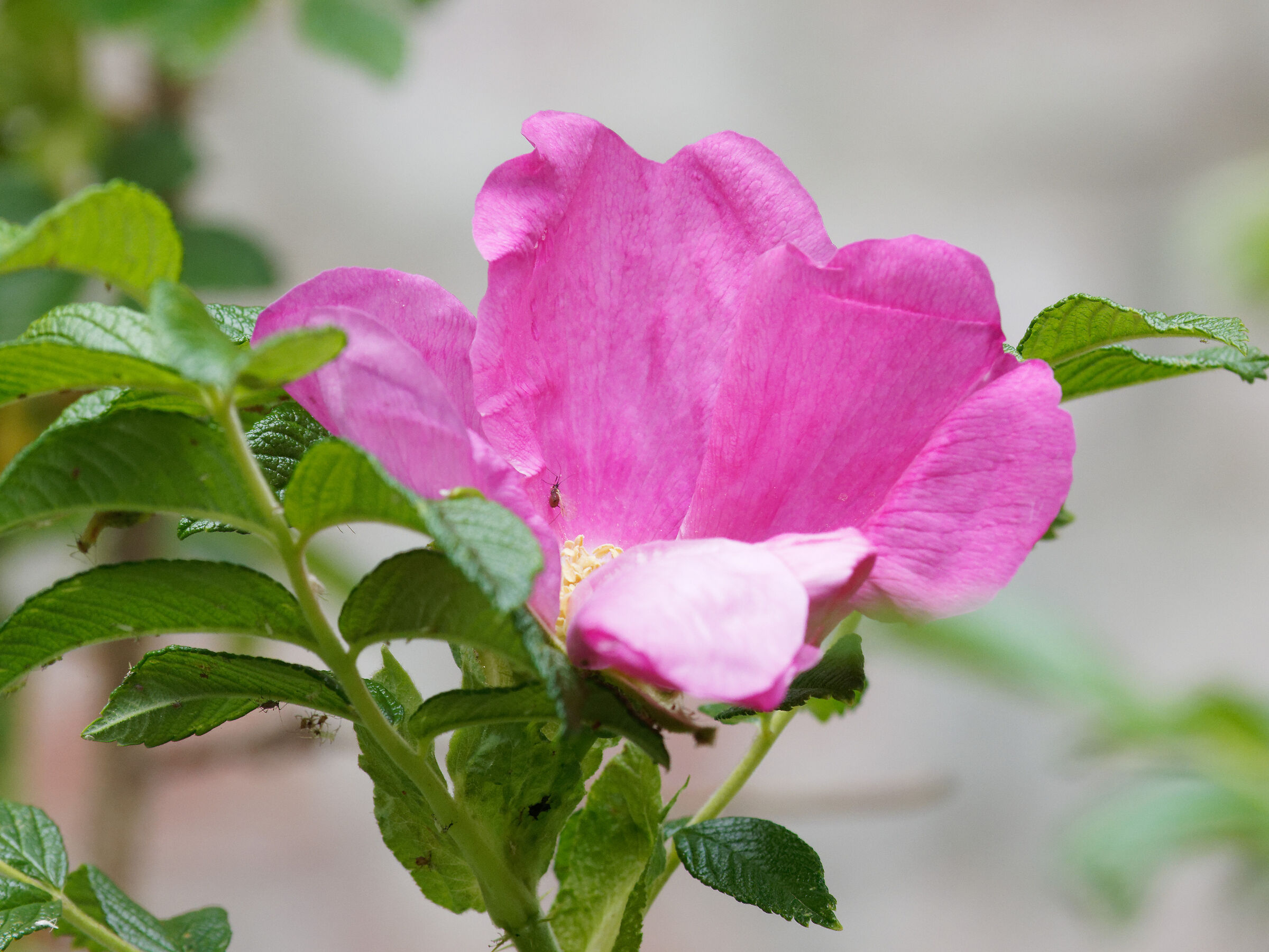flower and mites at 169mm