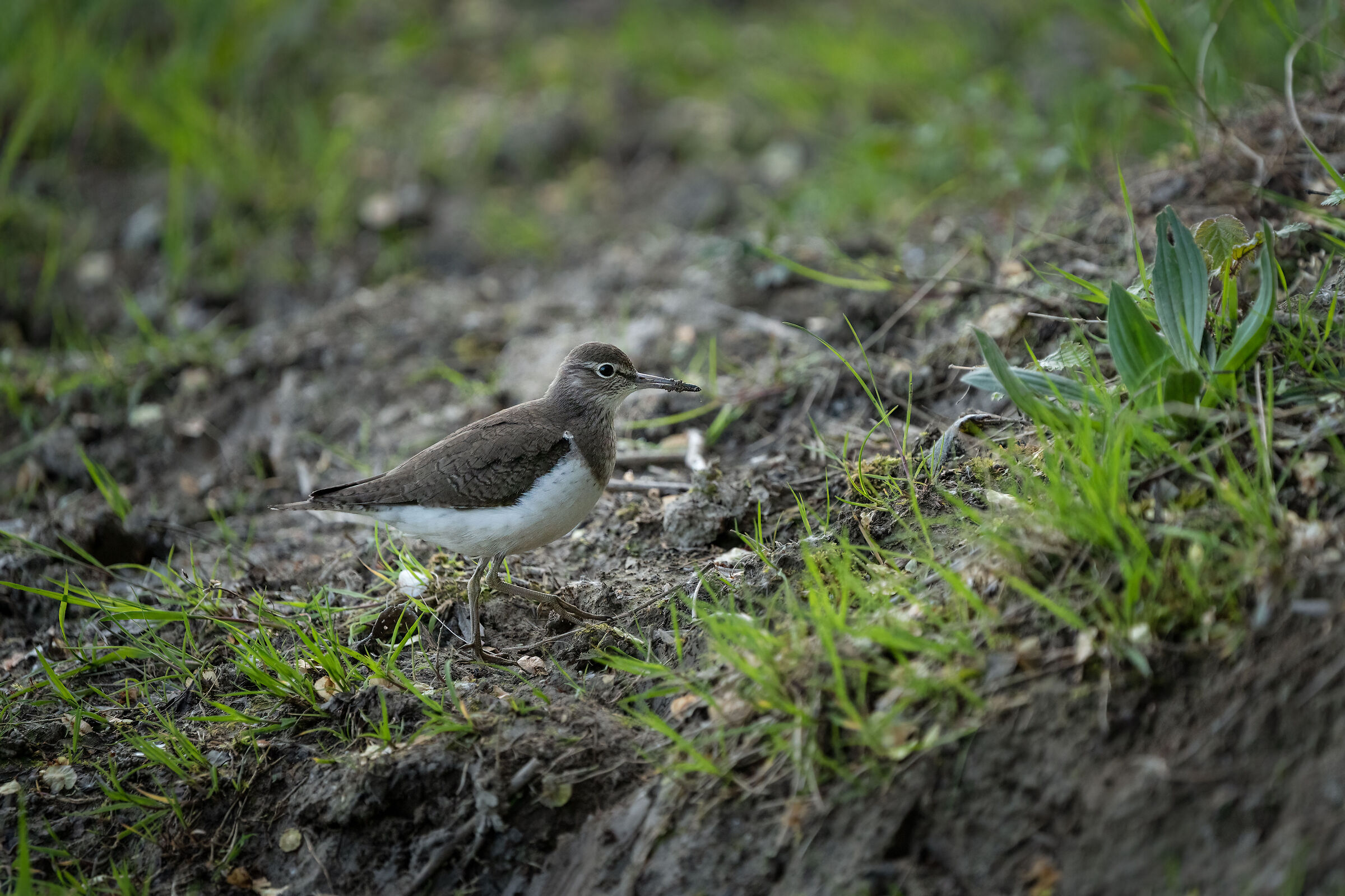 Piro Piro Piccolo (Isola della Cona)