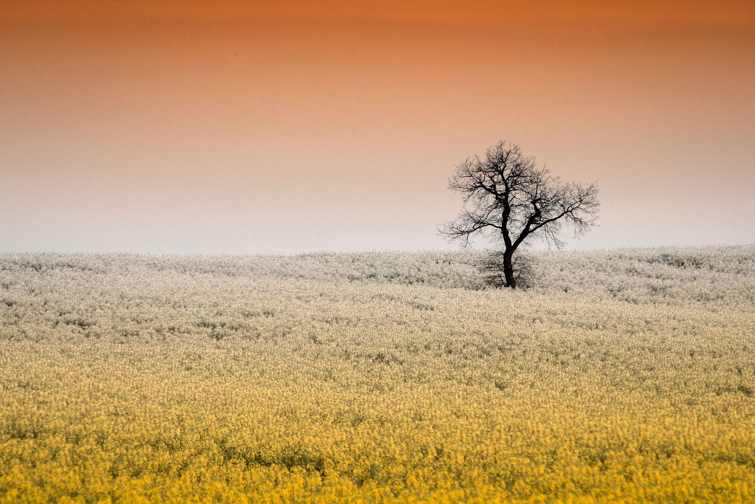 between real and imaginary