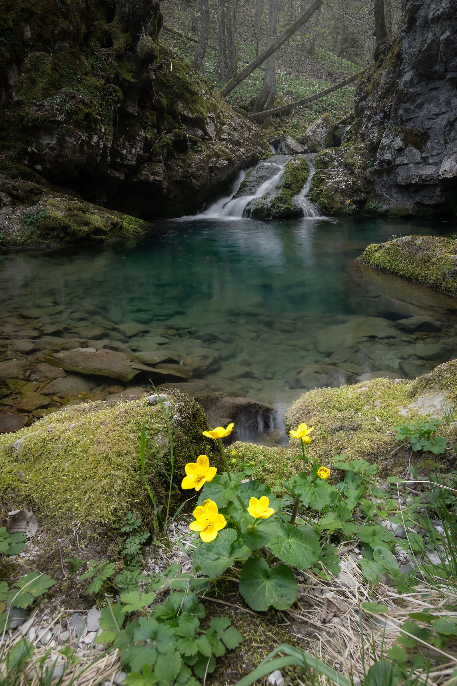 Il guardiano della cascatella (Calta palustre)