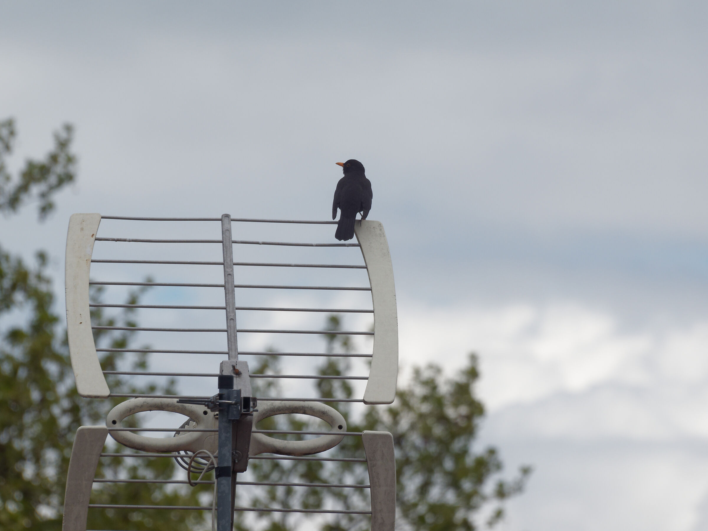 blackbird 300mm f11 tripod