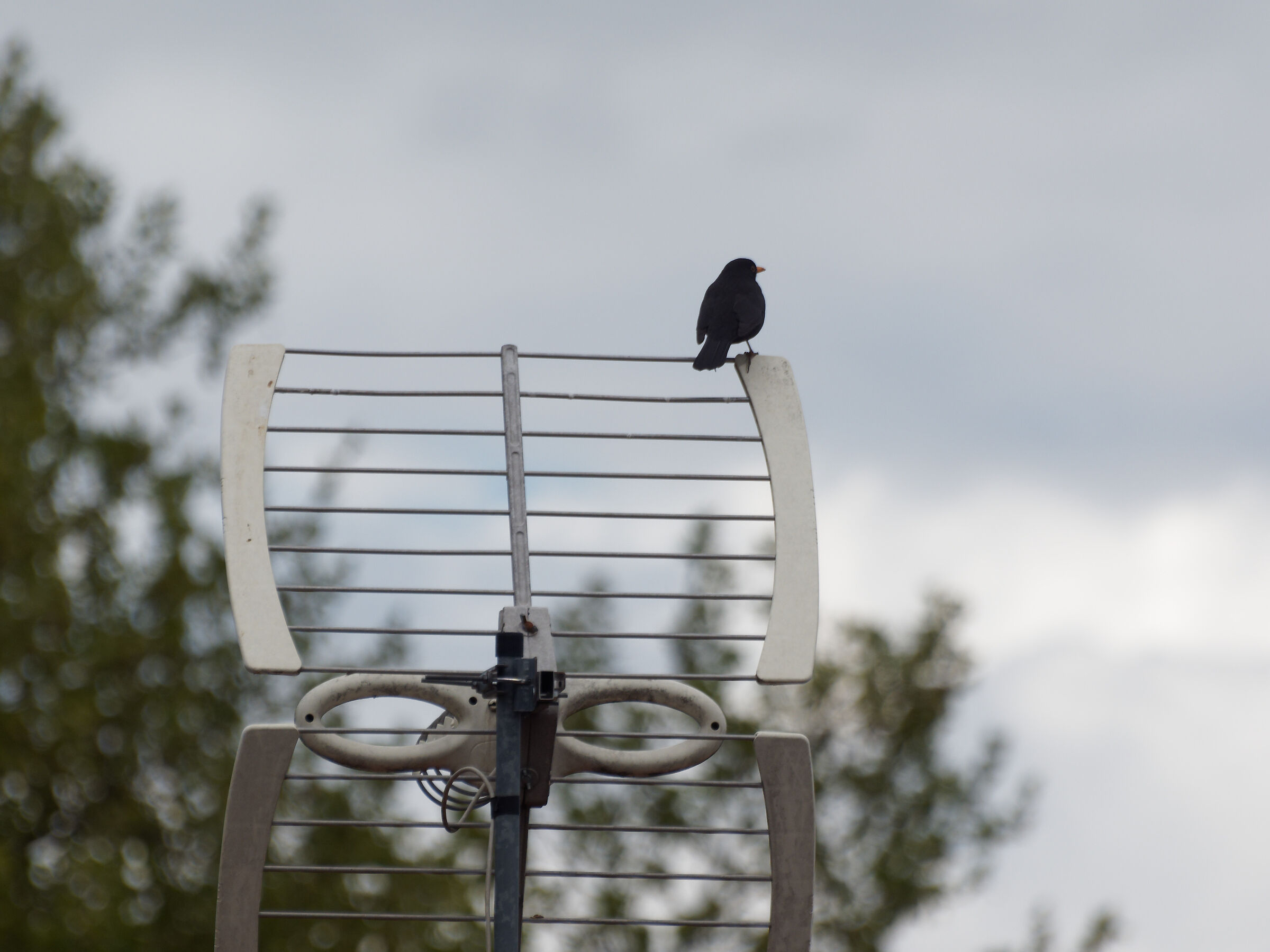 blackbird 300mm f7.1treped
