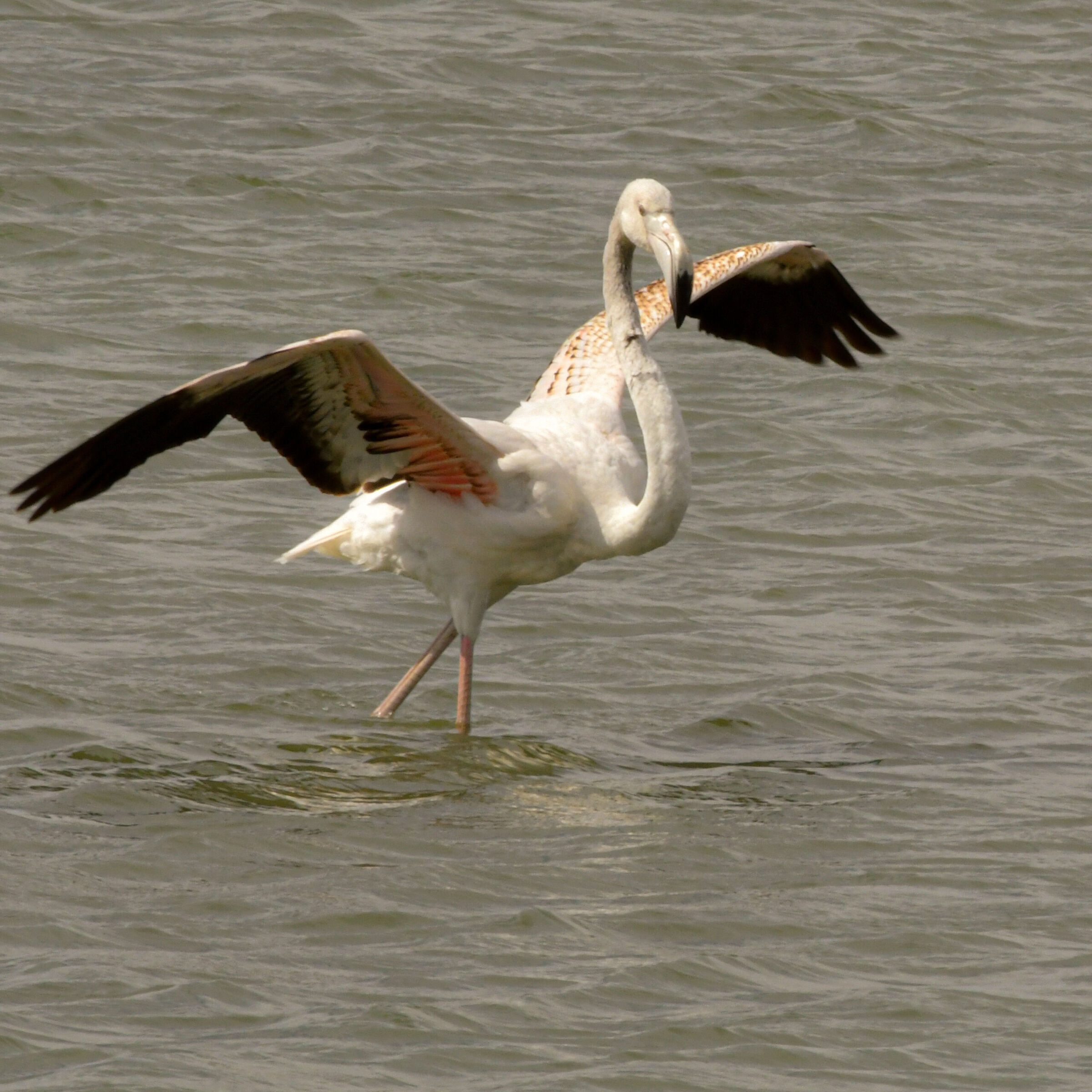 flamingo 2