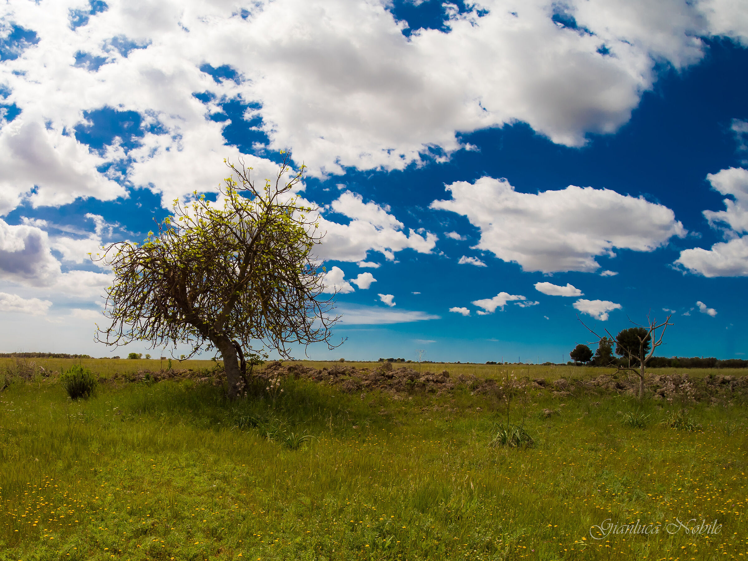 Salento Countryside 2