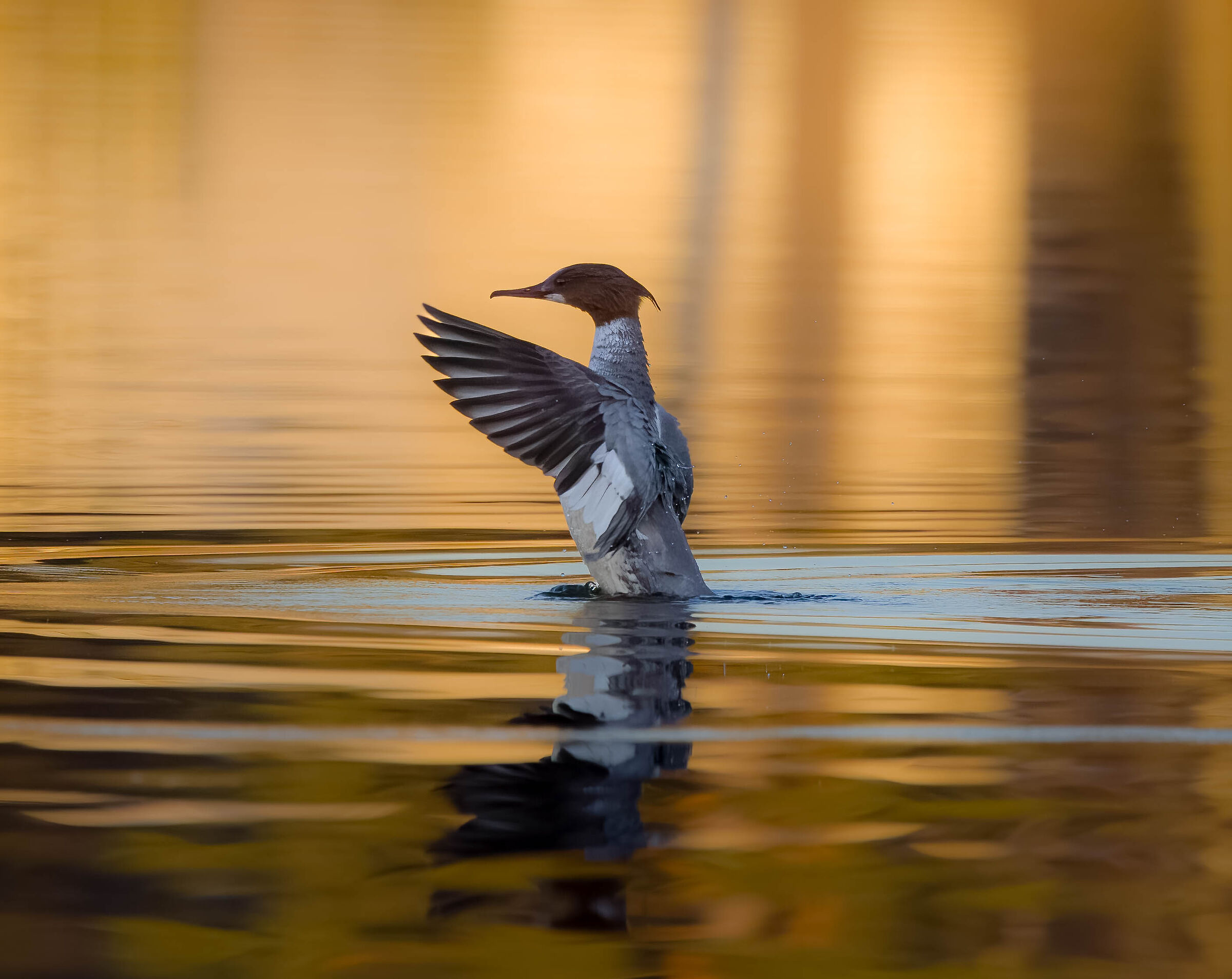 Bagnetto al tramonto - Smergo maggiore femmina.
