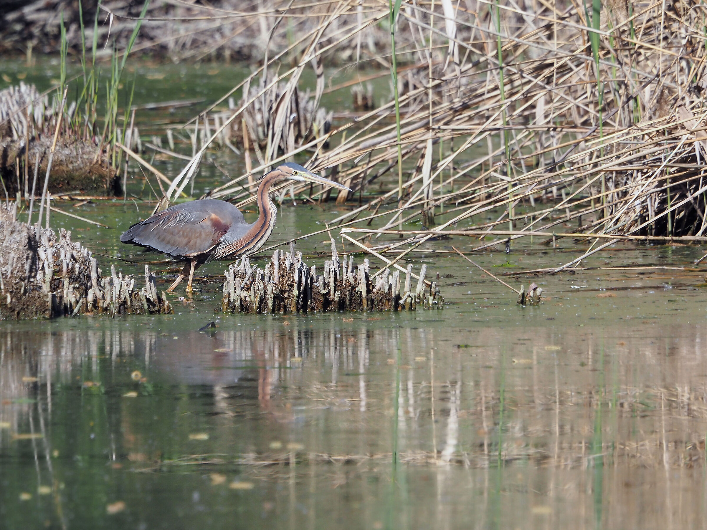 purple heron