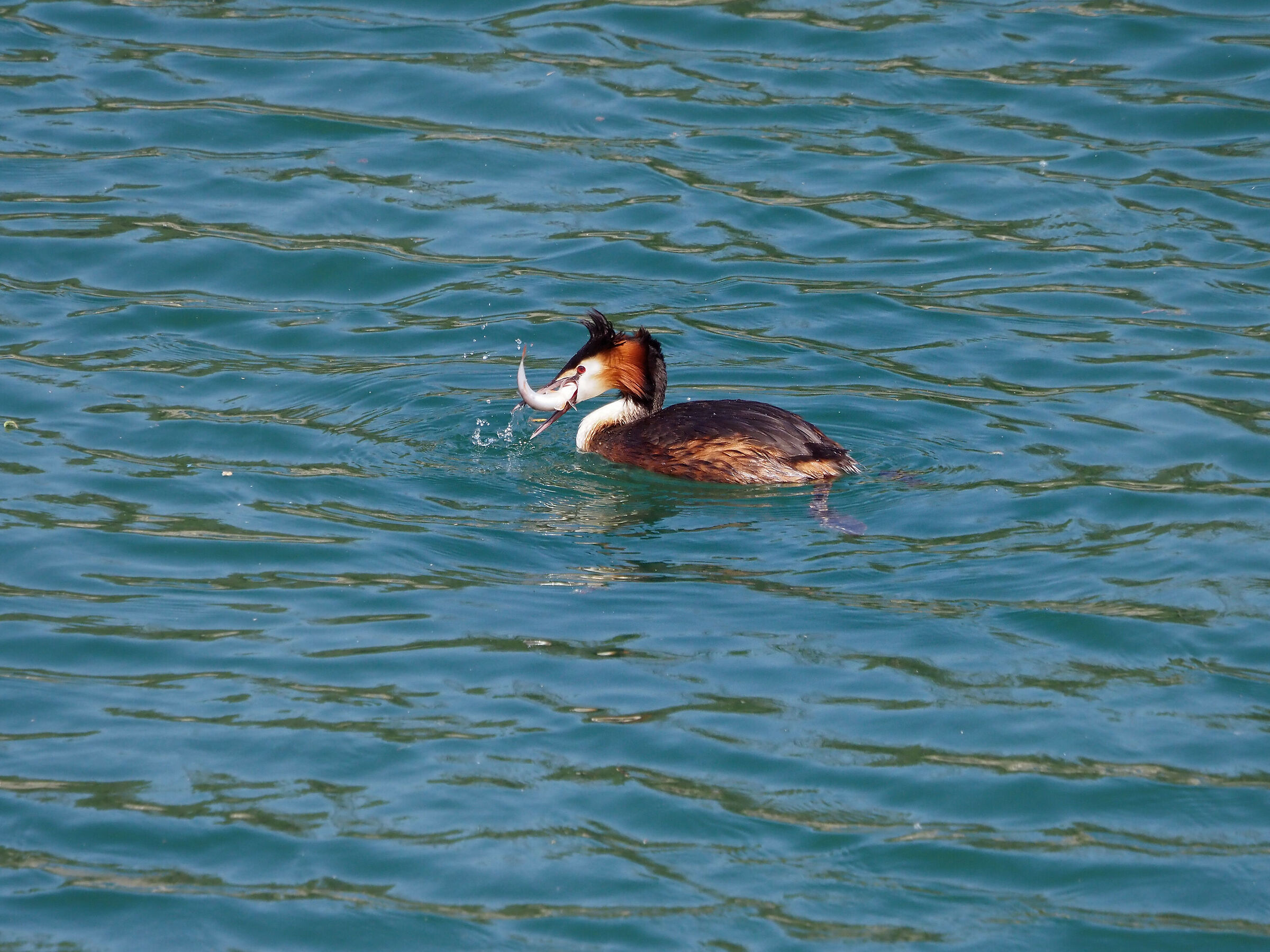 grebe with prey