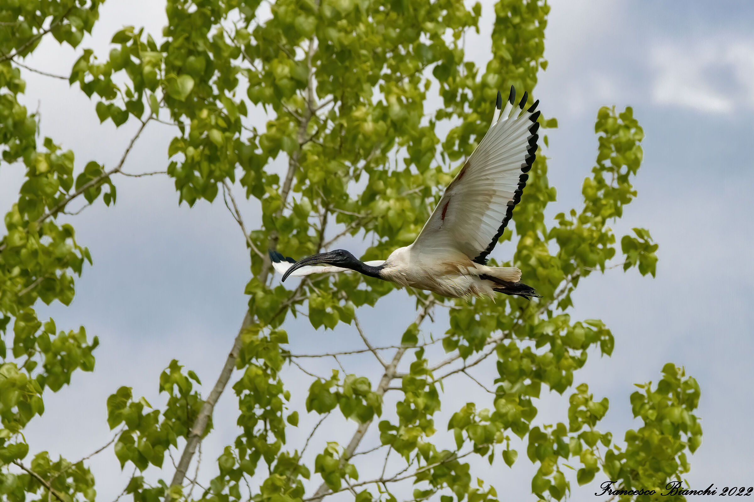 Ibis in flight