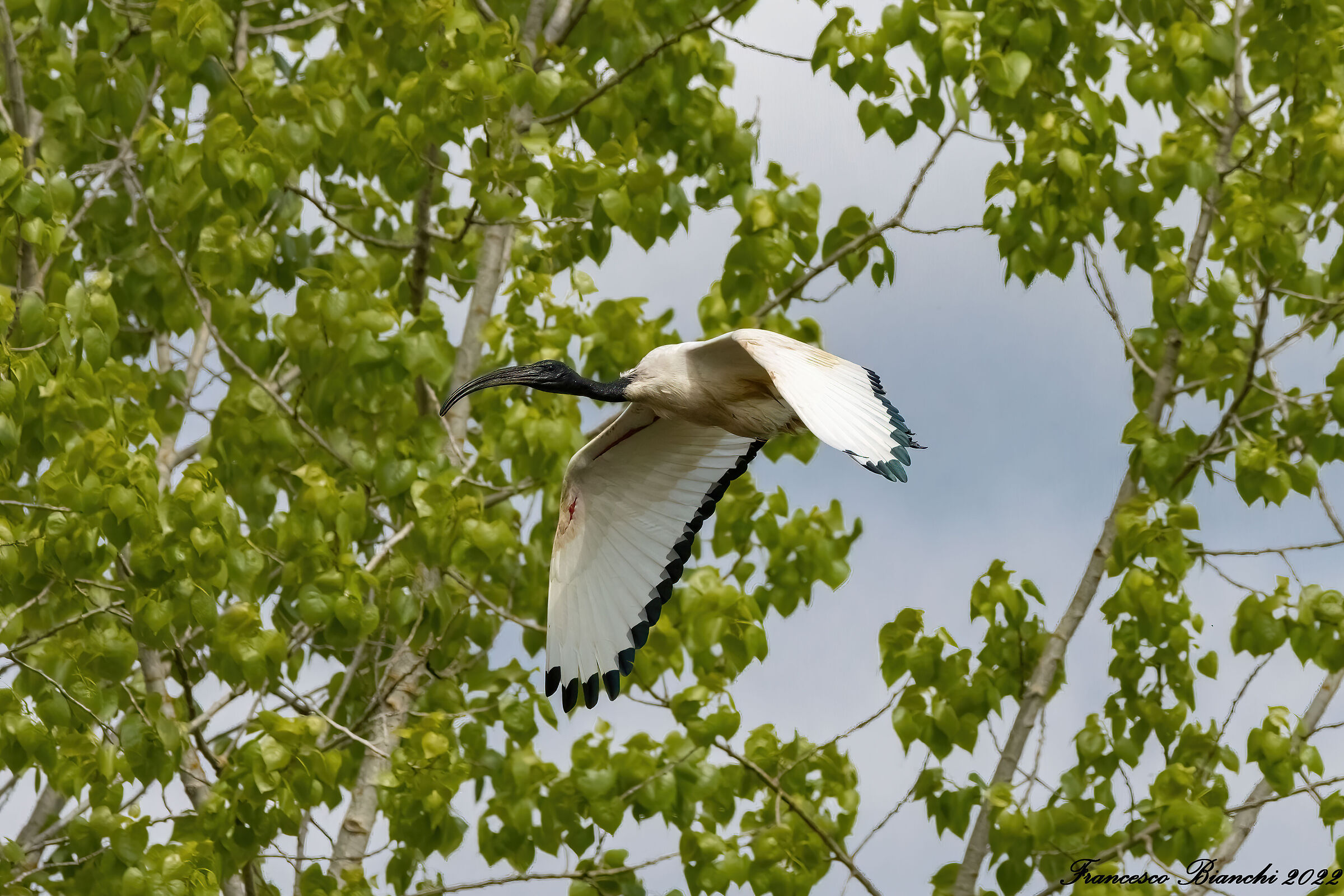 Ibis in flight