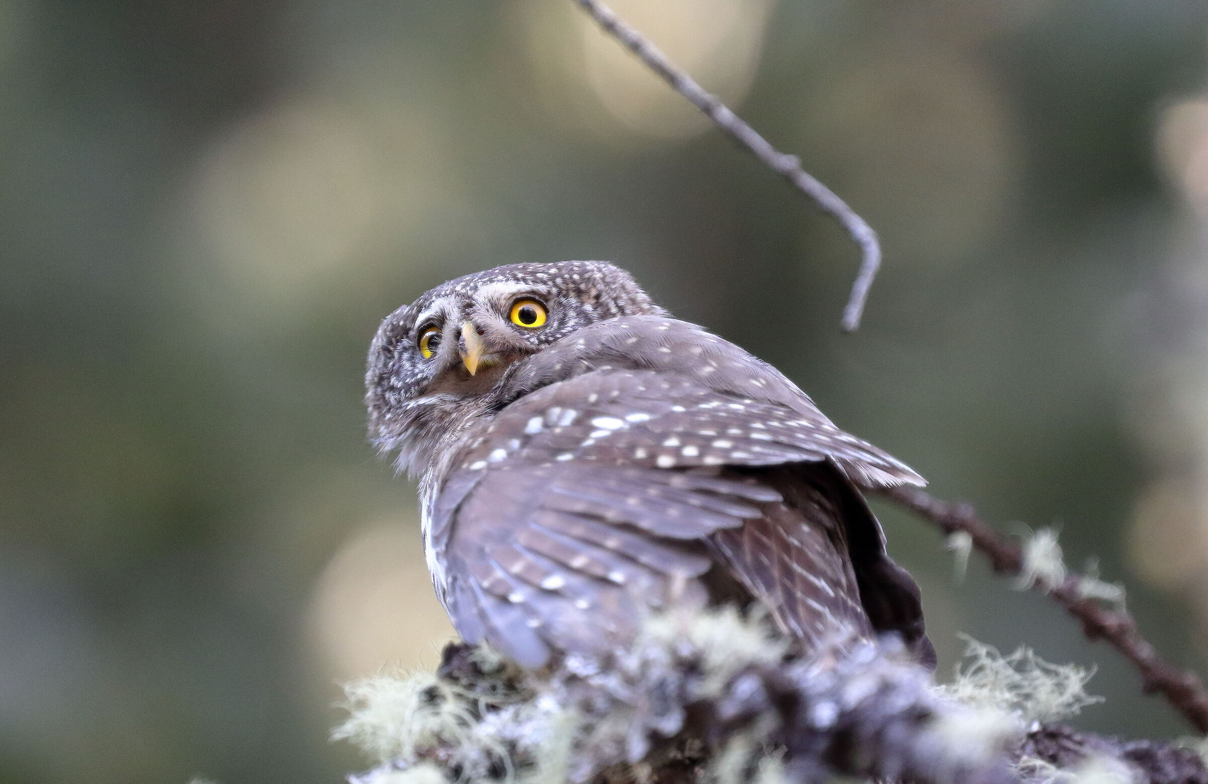 La Nana! (Glaucidium passerinum)