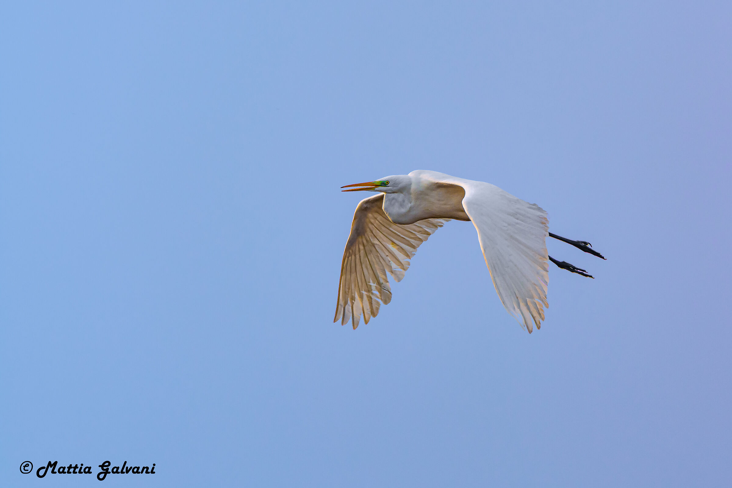 Great White Heron flying at sunset