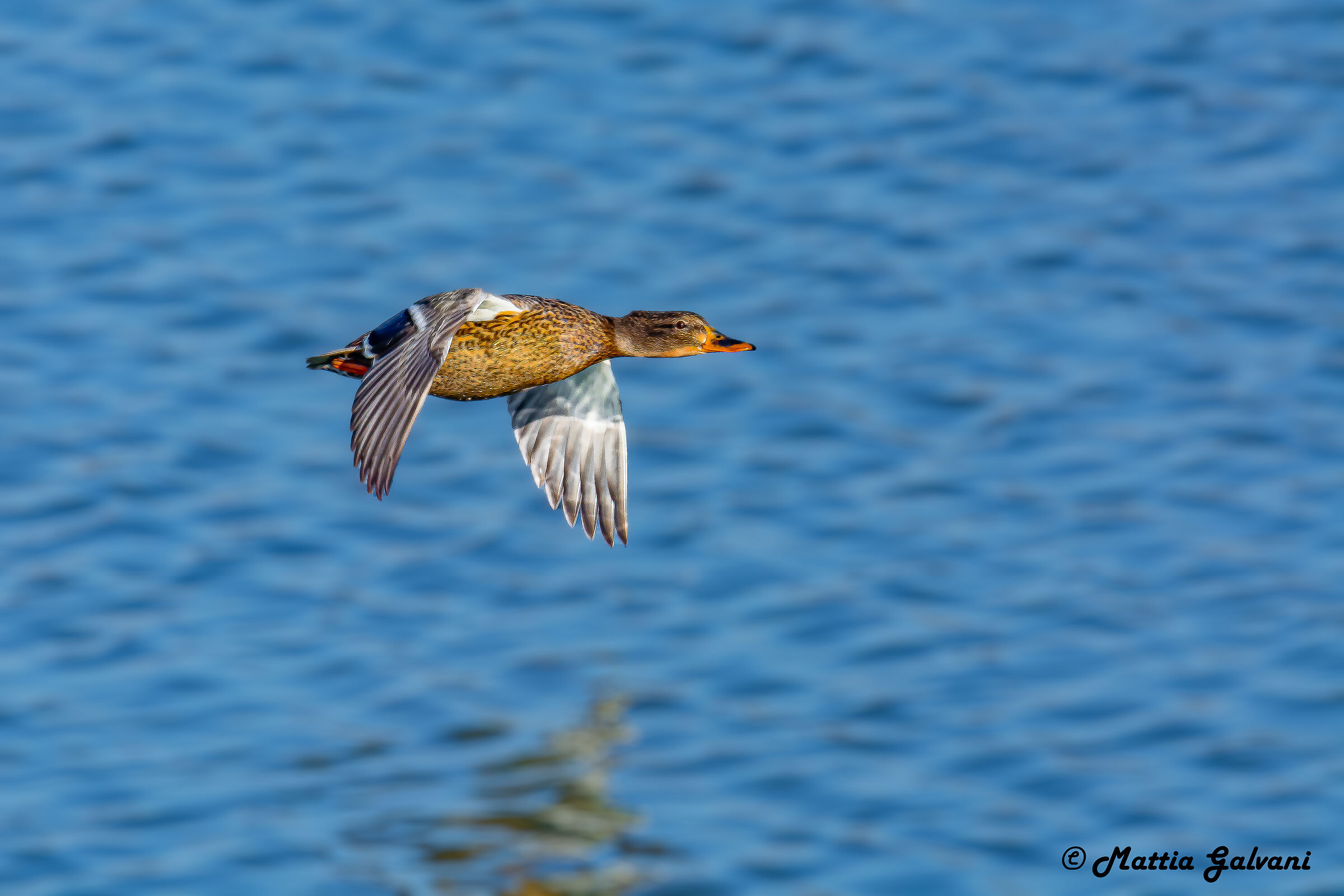 Germano Reale femmina in volo