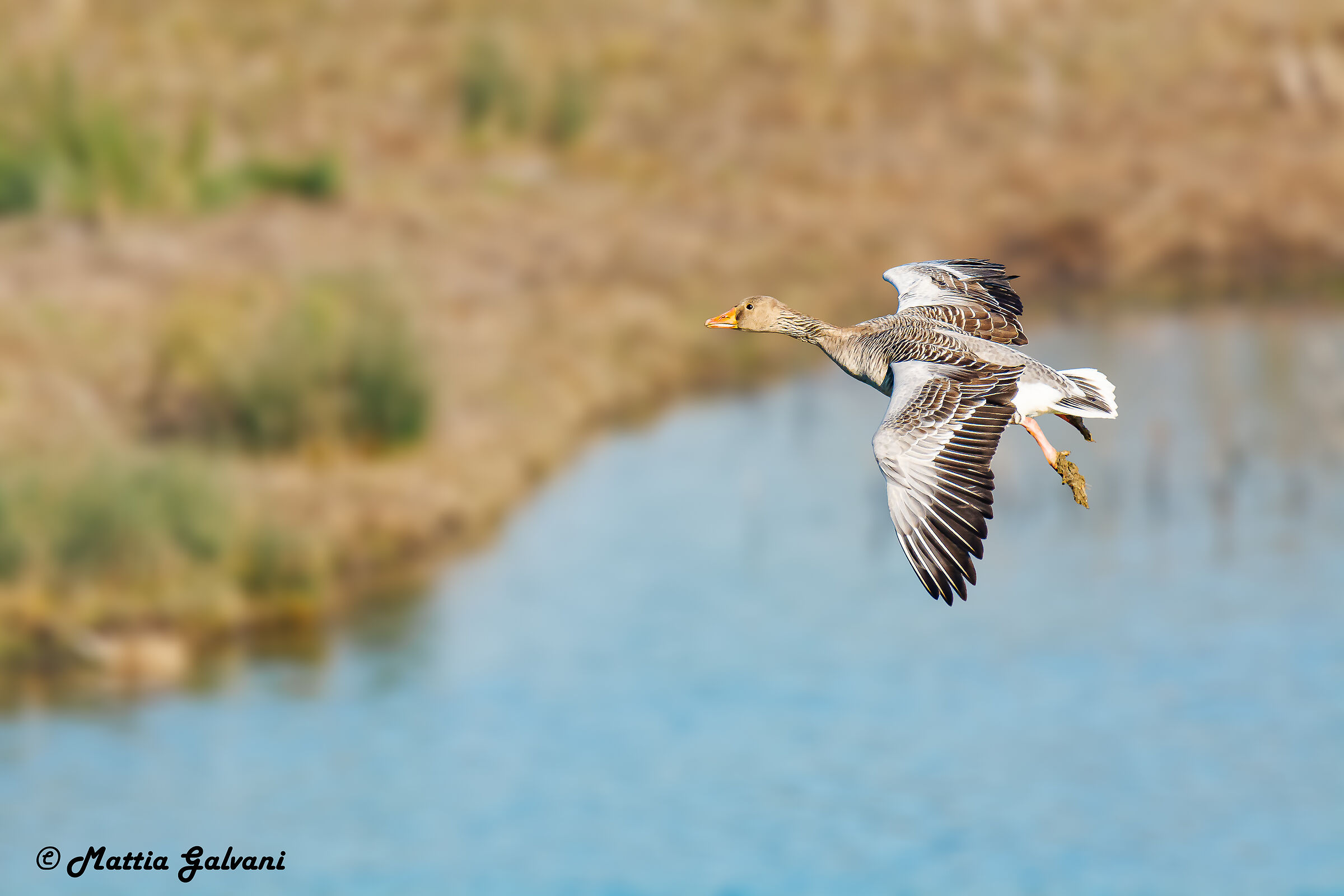 Oca Selvatica in planata in arrivo dai campi...
