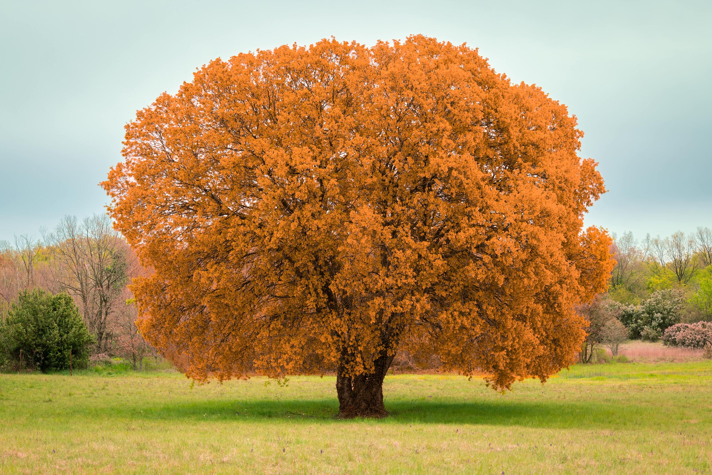 Incredibile albero di contrasto