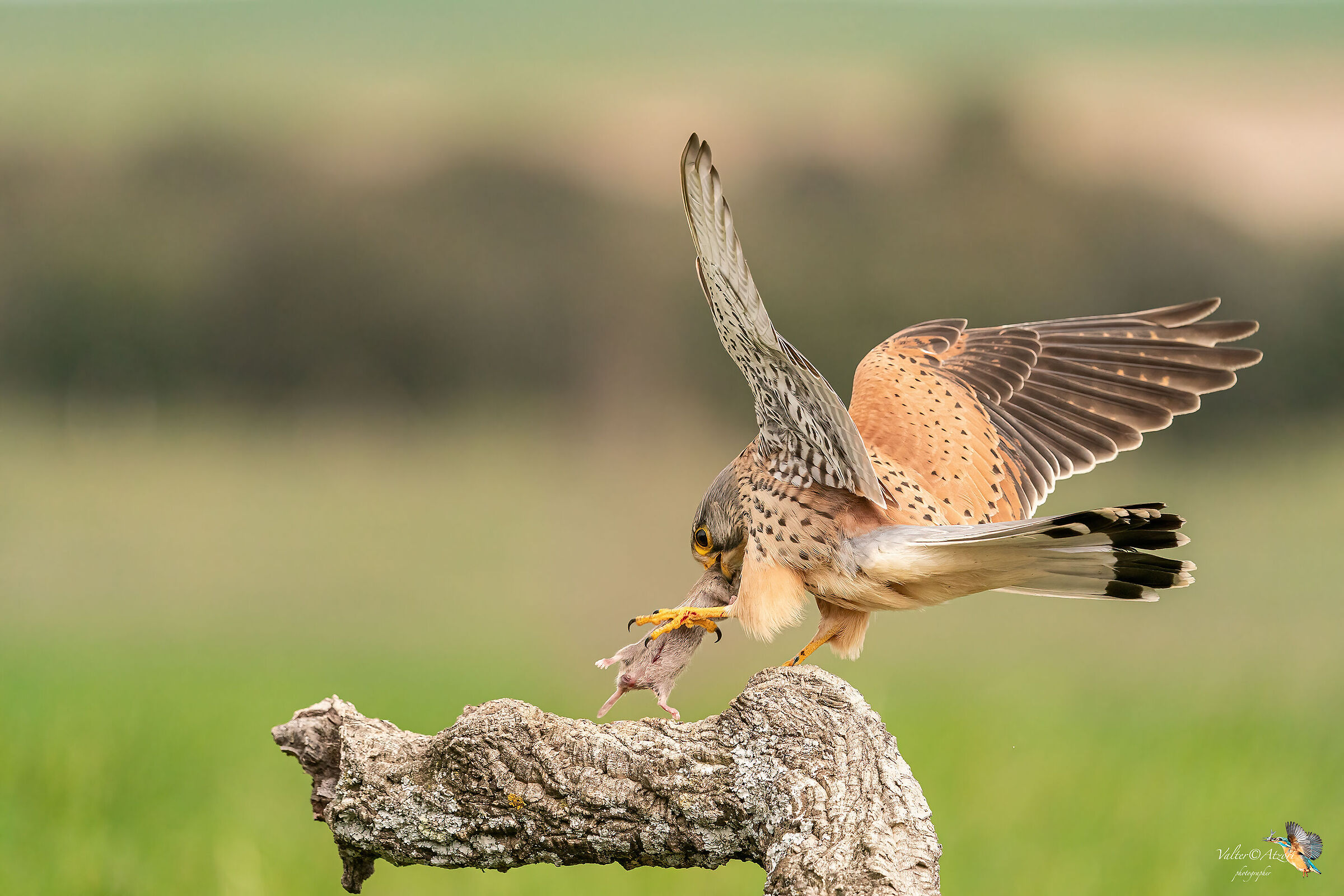 Gheppio e la sua preda