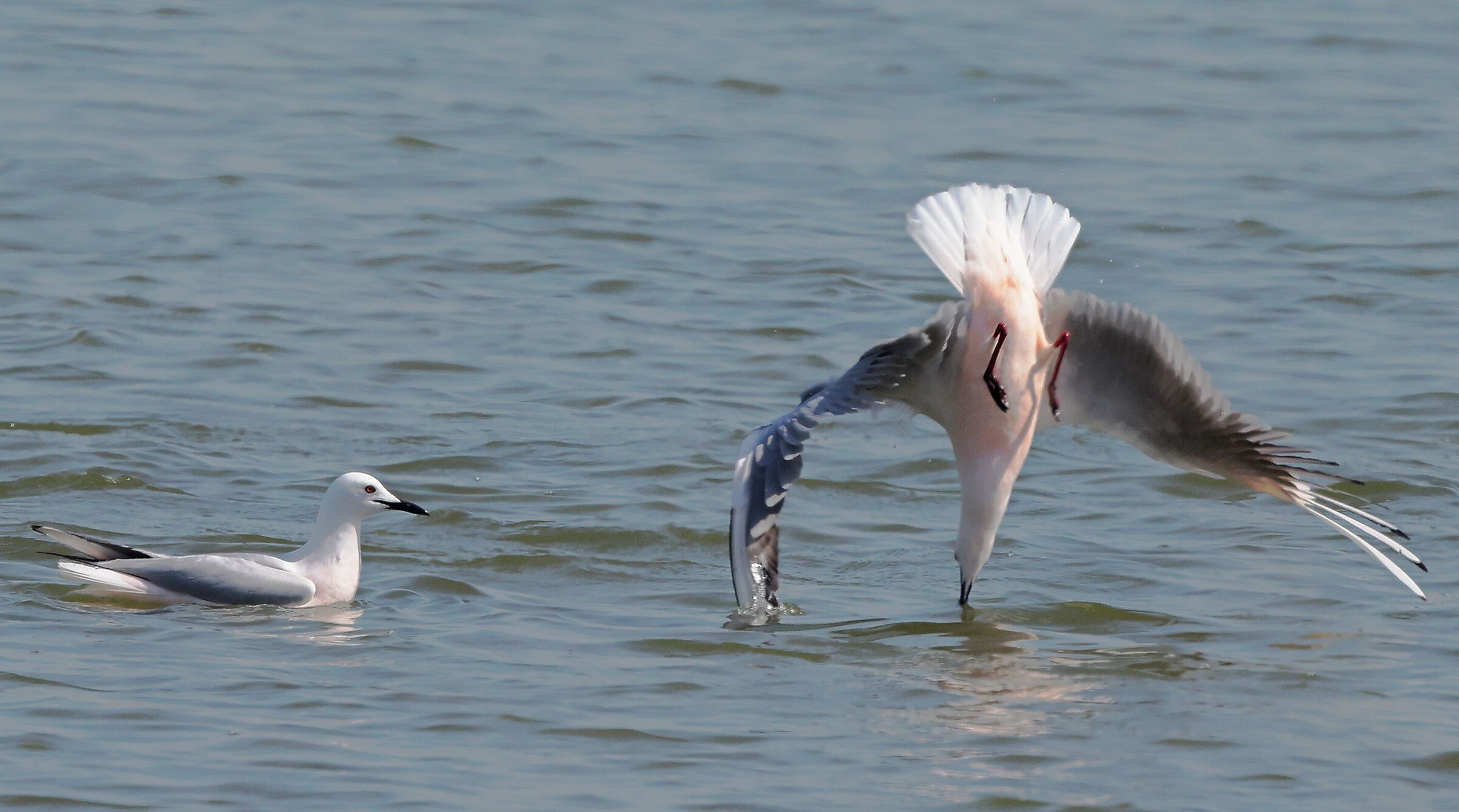 Pink seagulls in fishing.