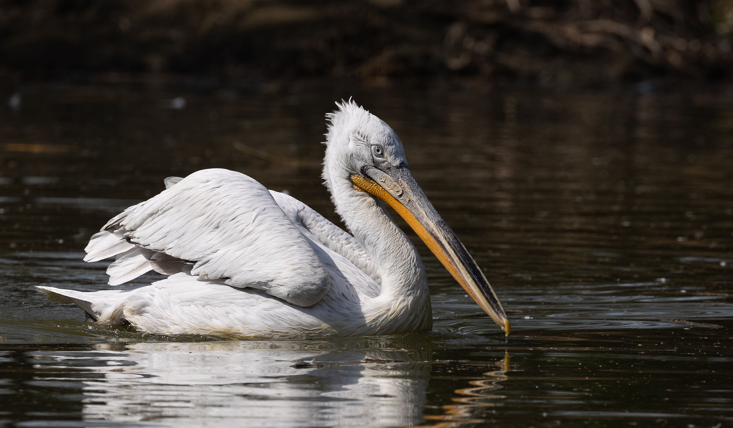 Oasi di Sant'Alessio