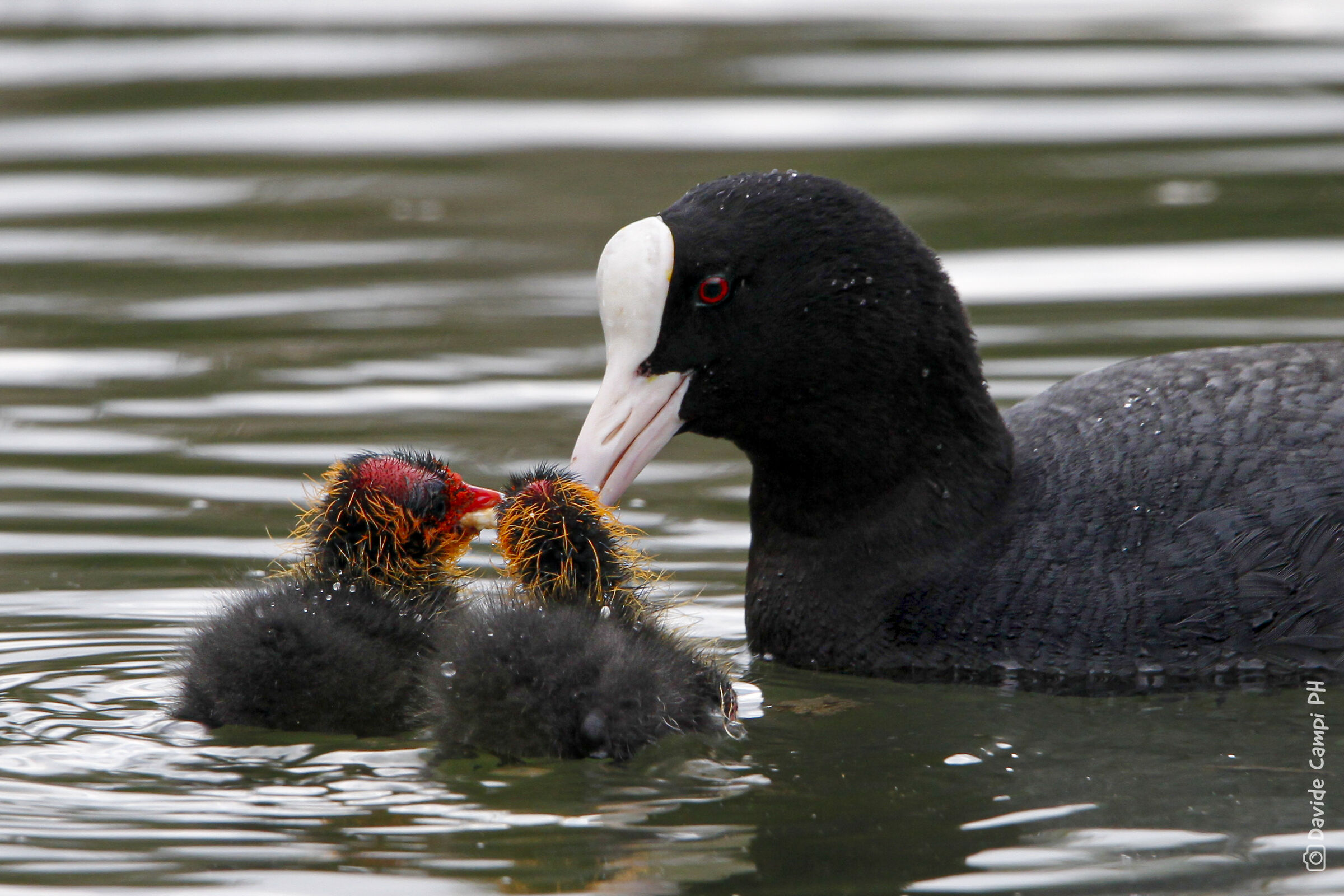 Mamma