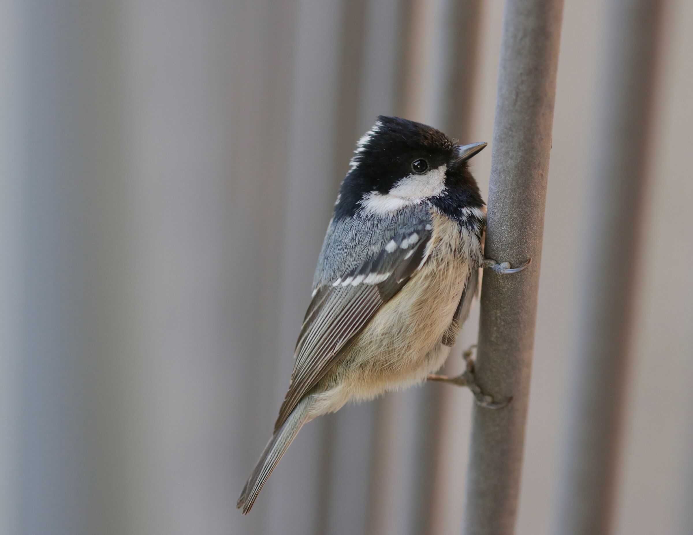 cincia moro stordita (e fotografo fortunato)
