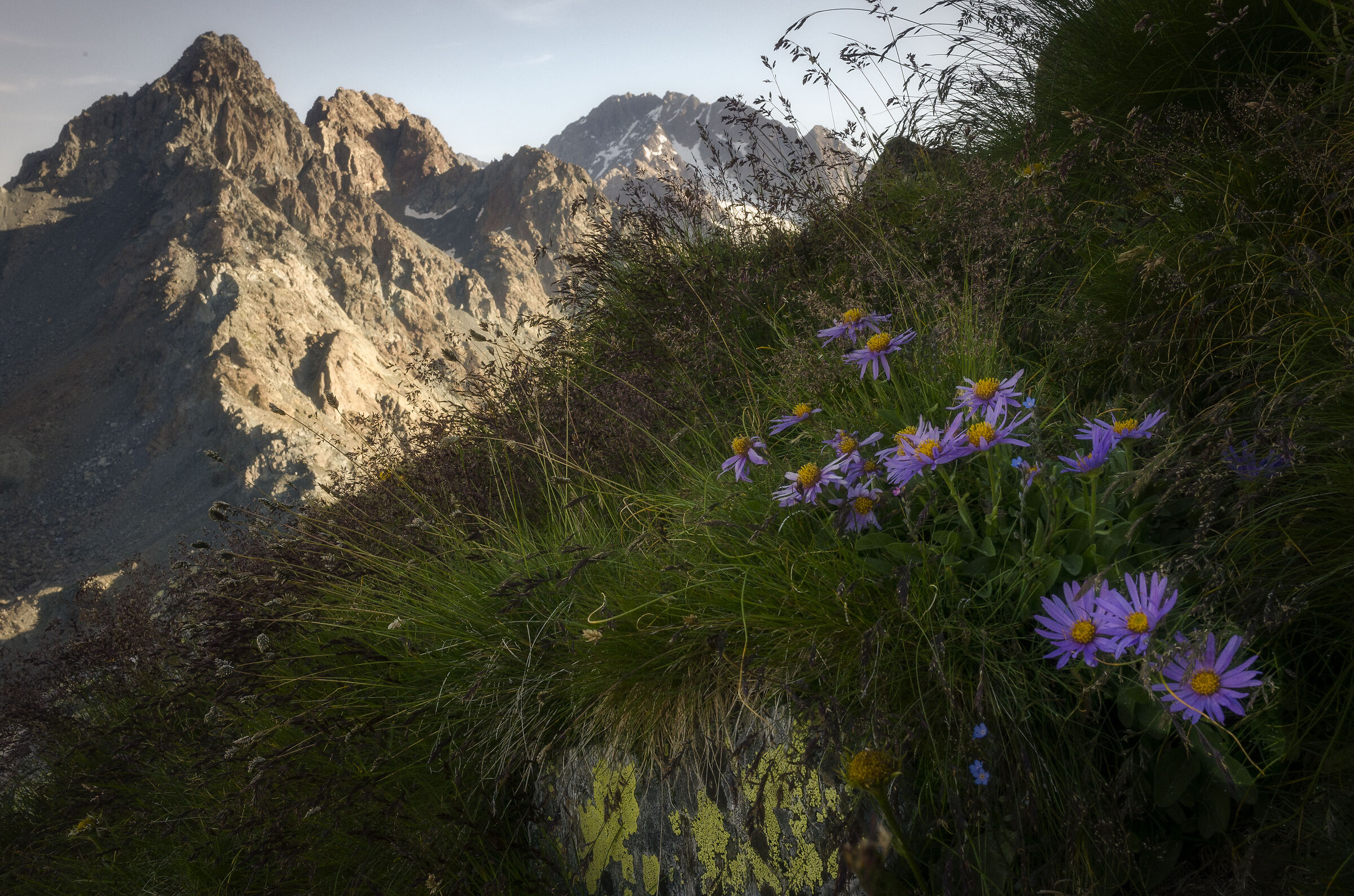 Flowering at high altitude