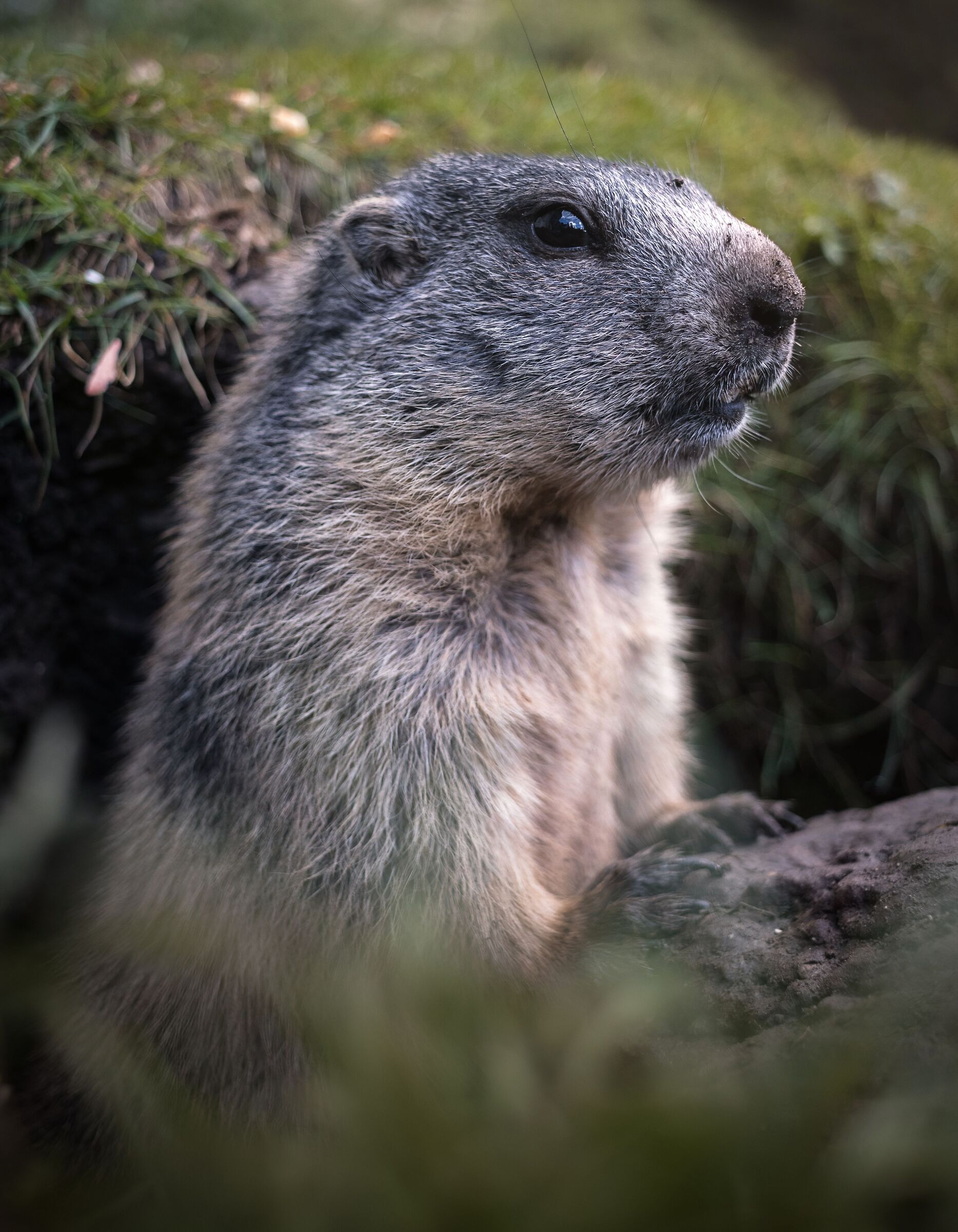 Marmot.